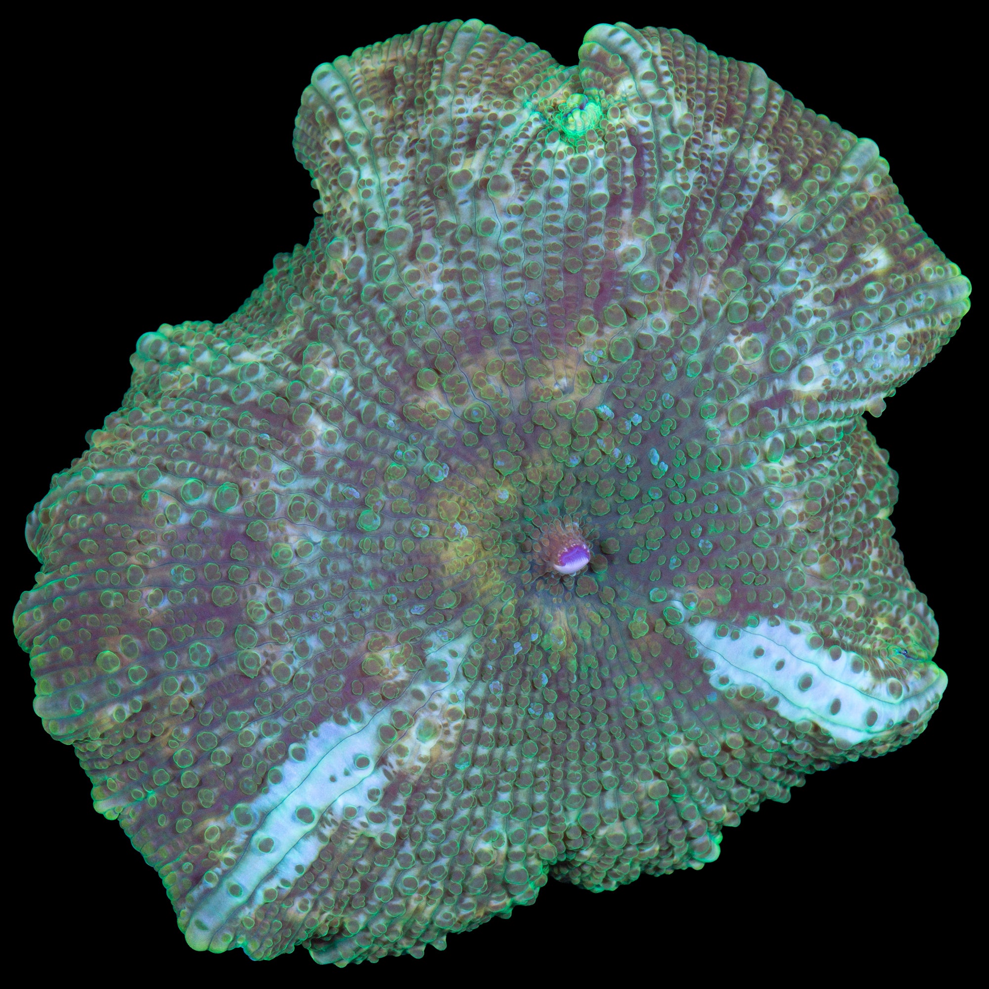 2" Green Striped Mushroom