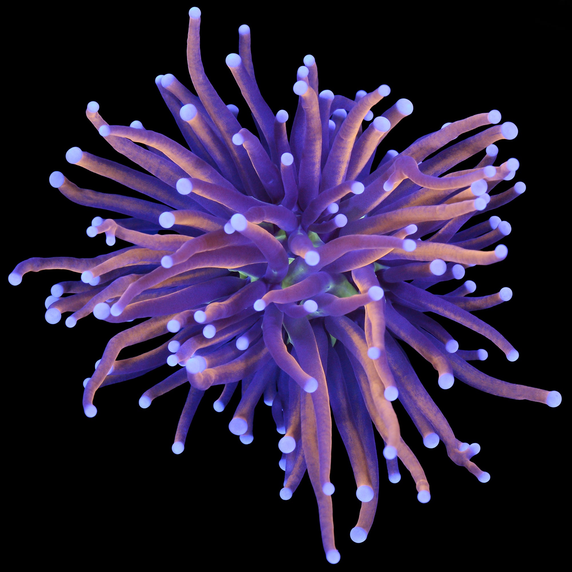 Green Center into Gold Torch Coral