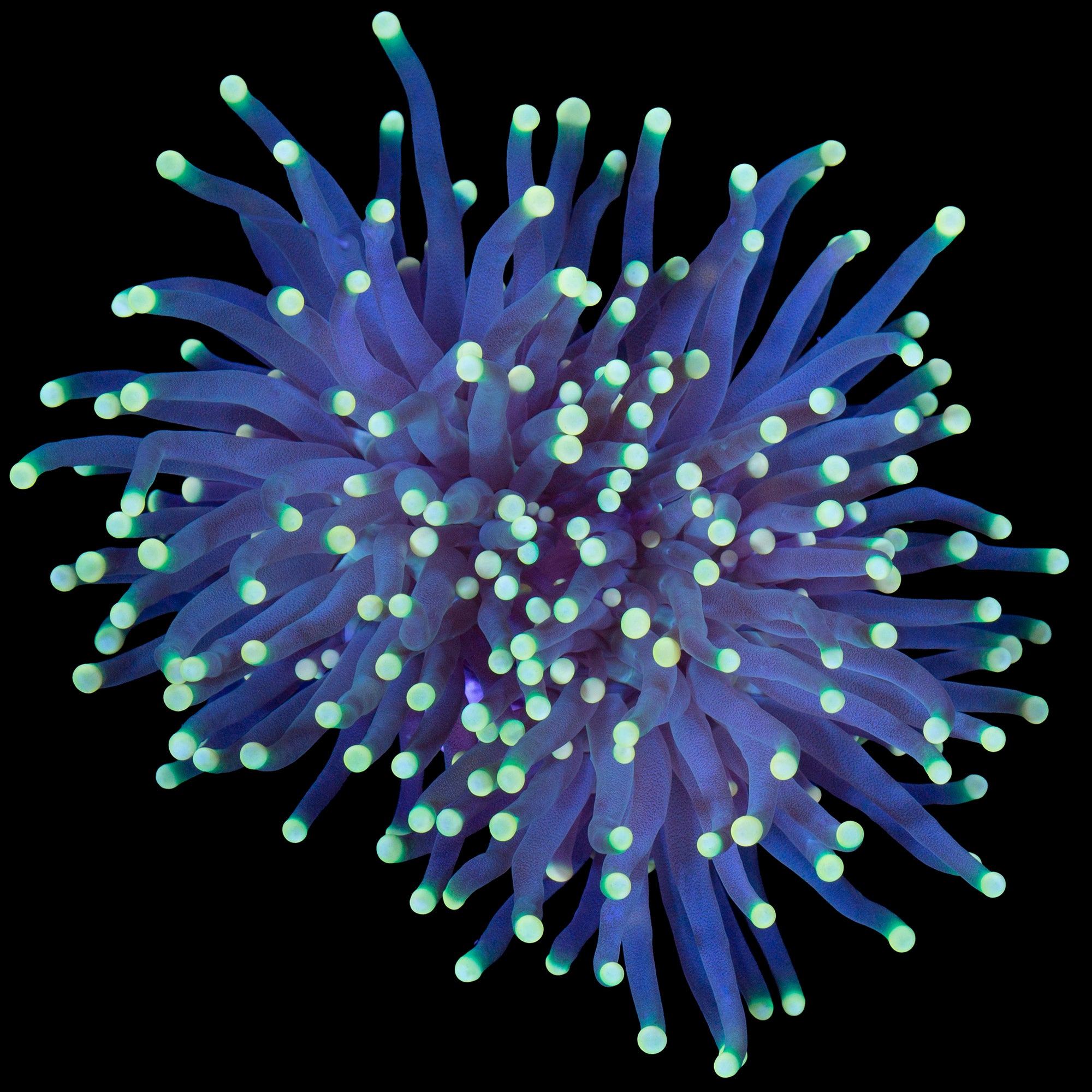 Yellow Tip Torch Coral - 2 heads