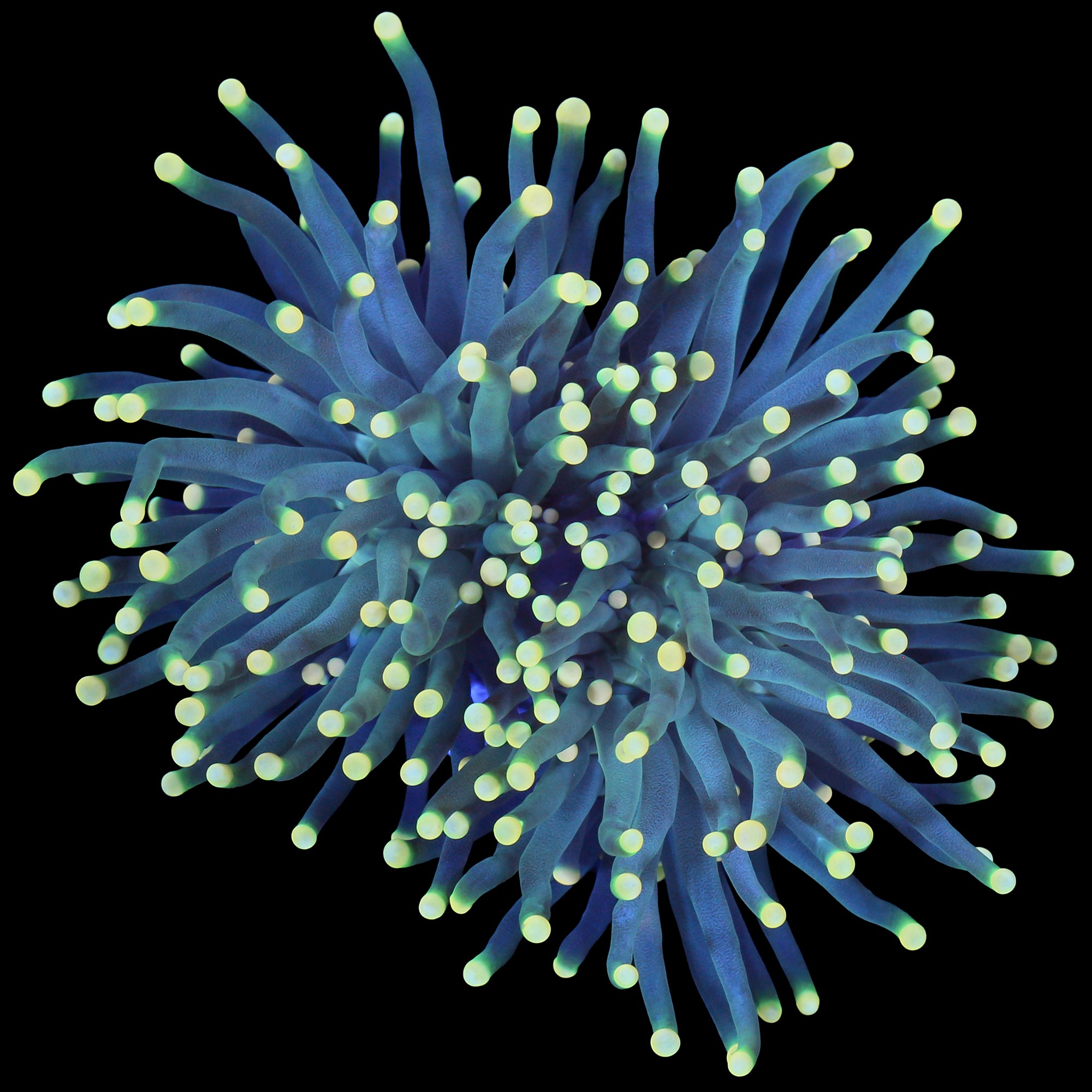 Yellow Tip Torch Coral - 2 heads