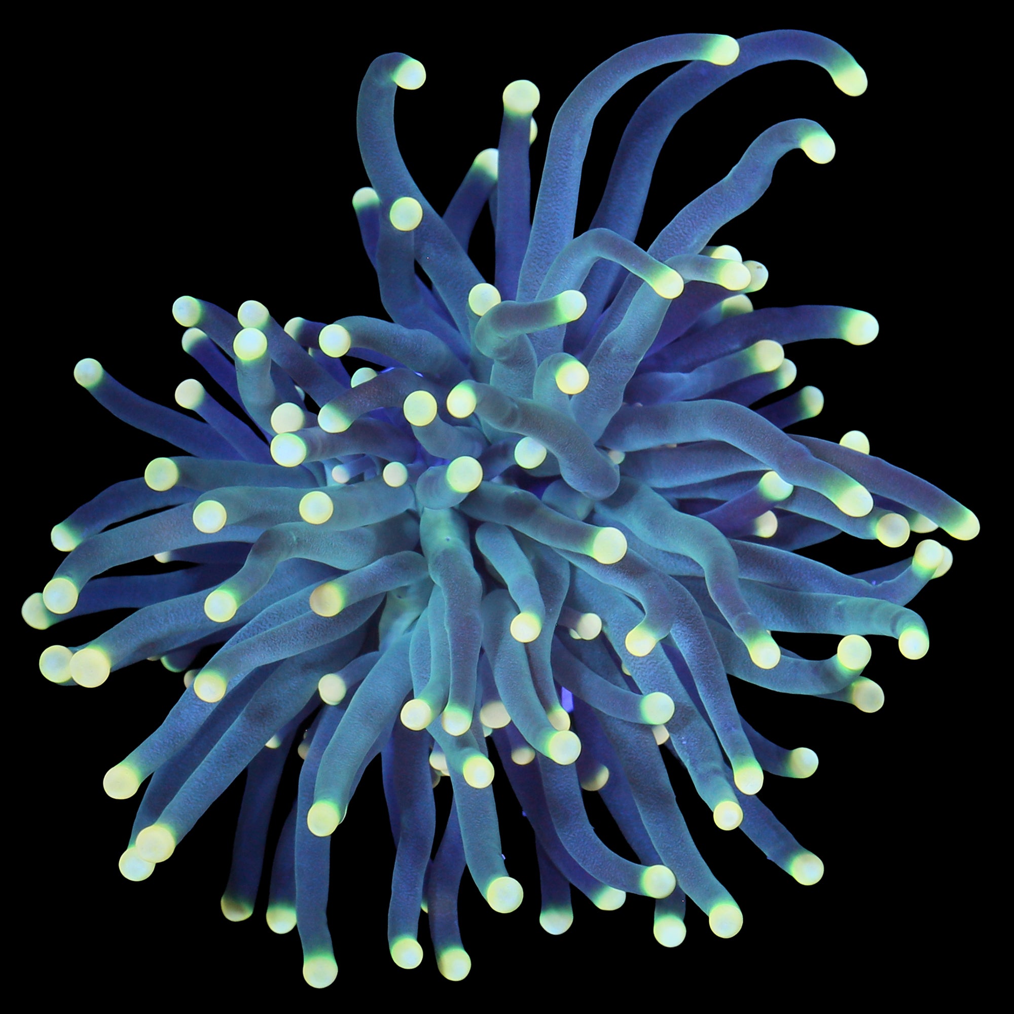 Yellow Tip Torch Coral