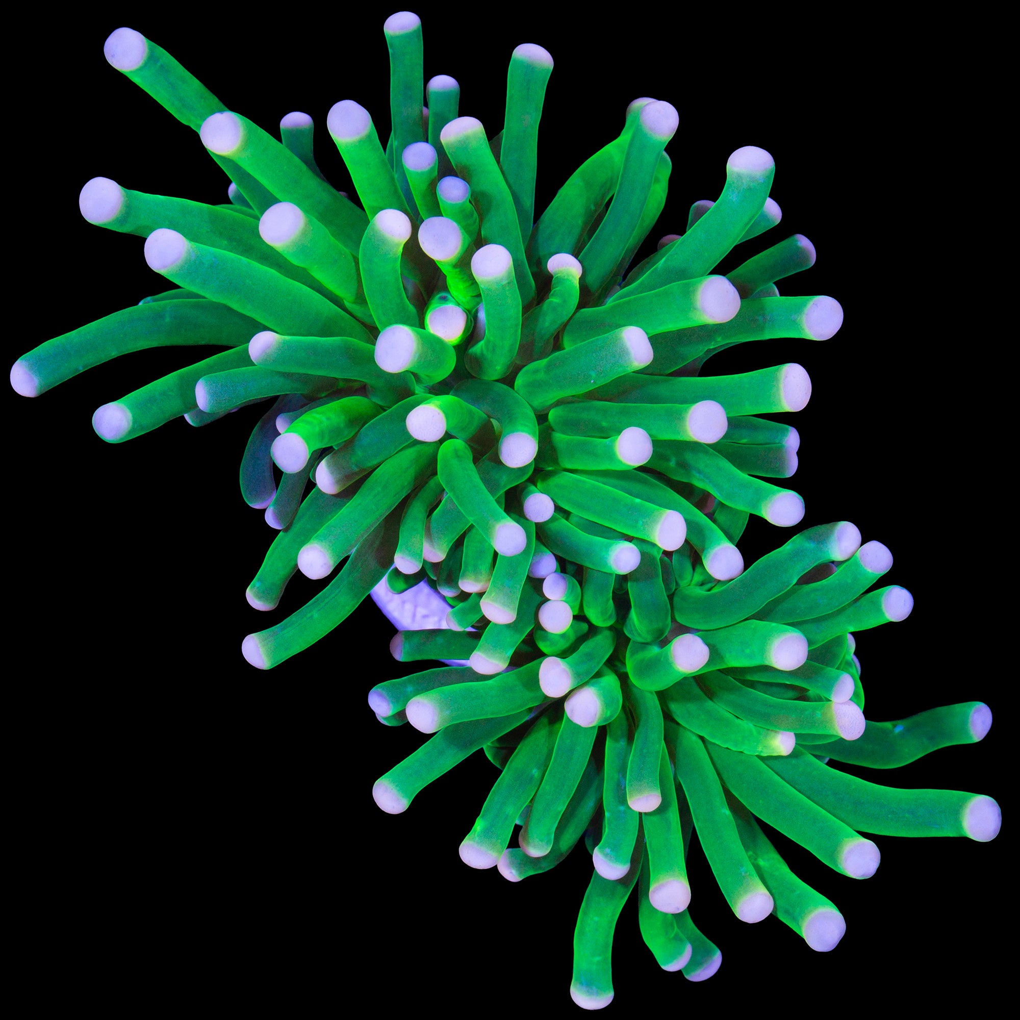 Cotton Candy Torch Coral - 2 heads