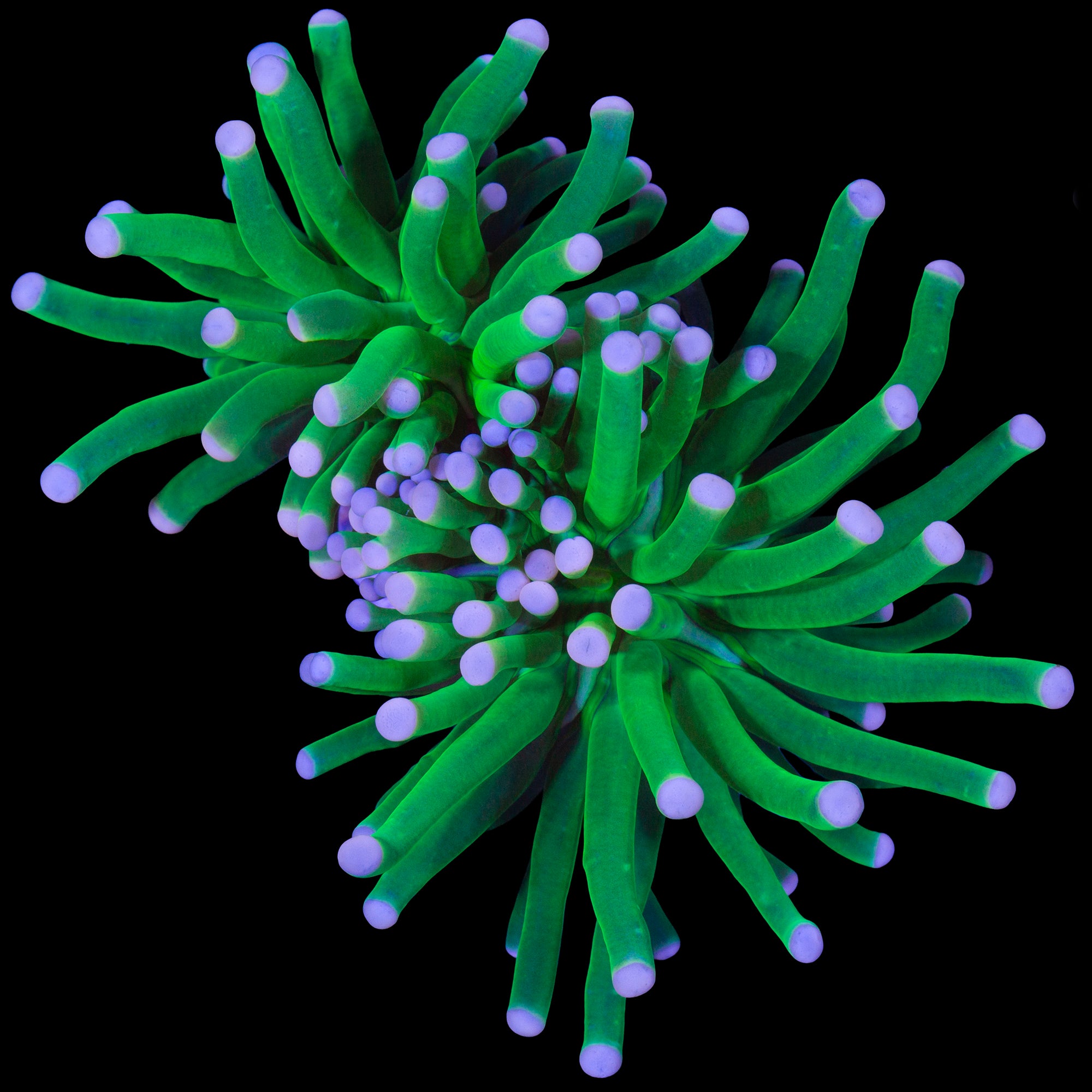 Cotton Candy Torch Coral - 2 heads