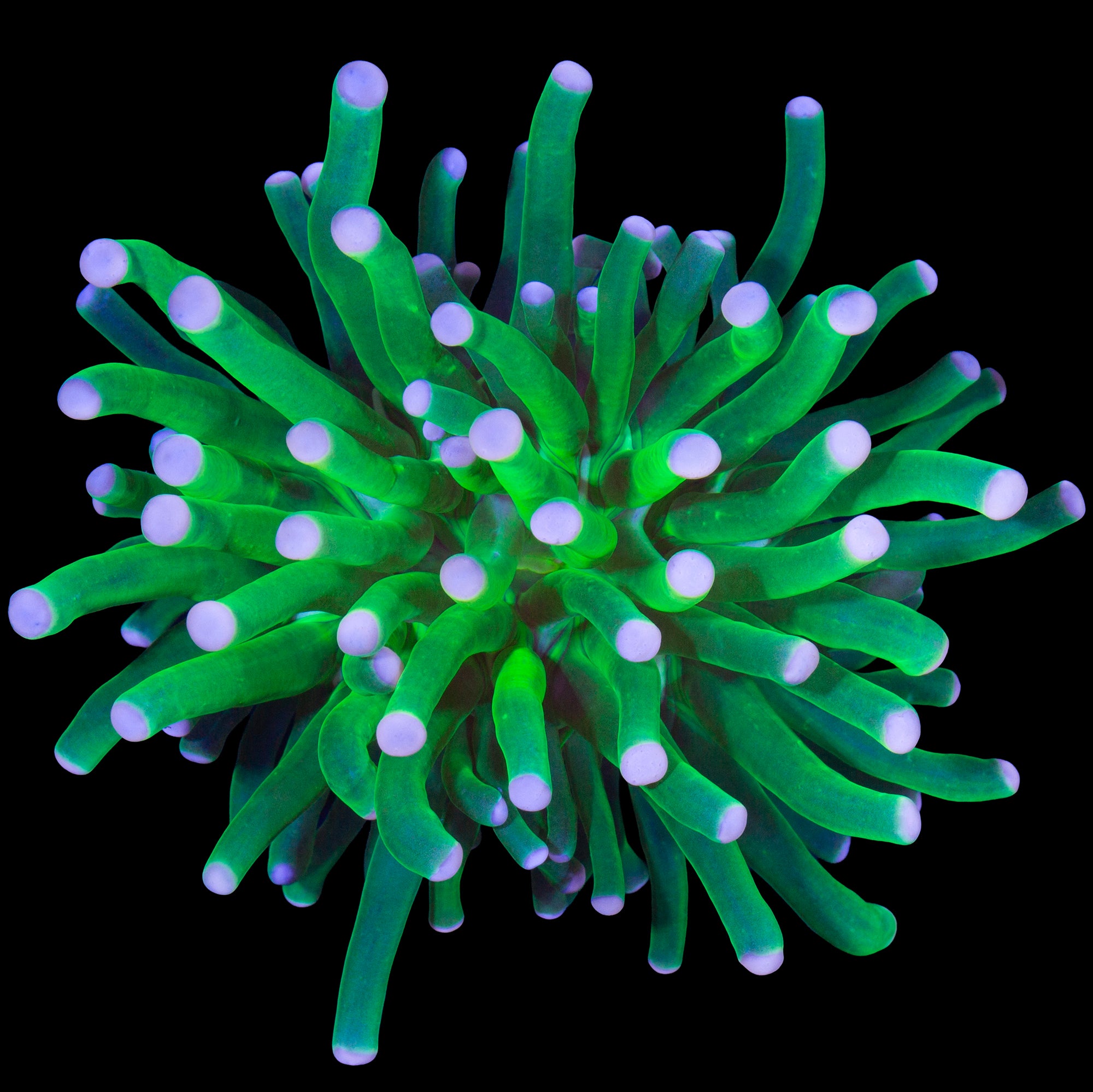 Cotton Candy Torch Coral