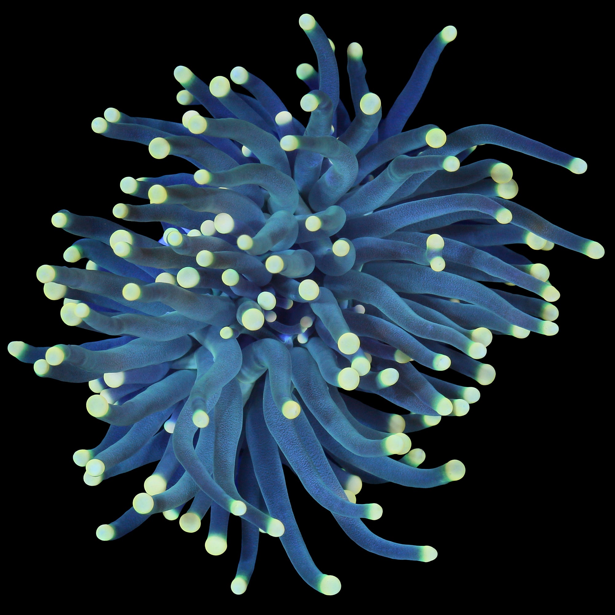 Yellow Tip Torch Coral