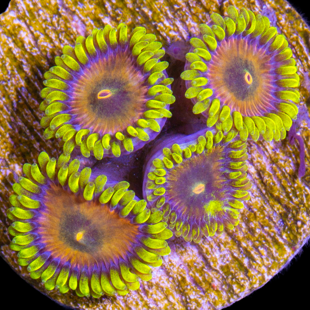 Vivid's Sponge Bob Zoanthids
