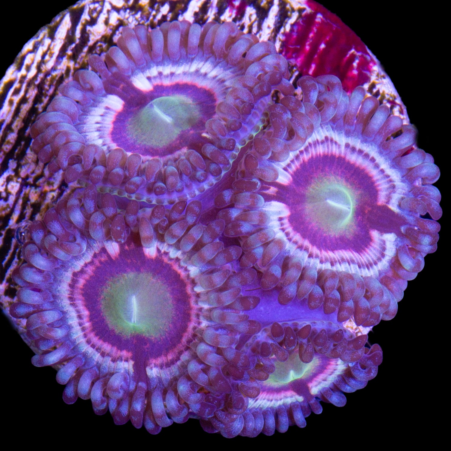 Vivid's Hawkmoon Zoanthids