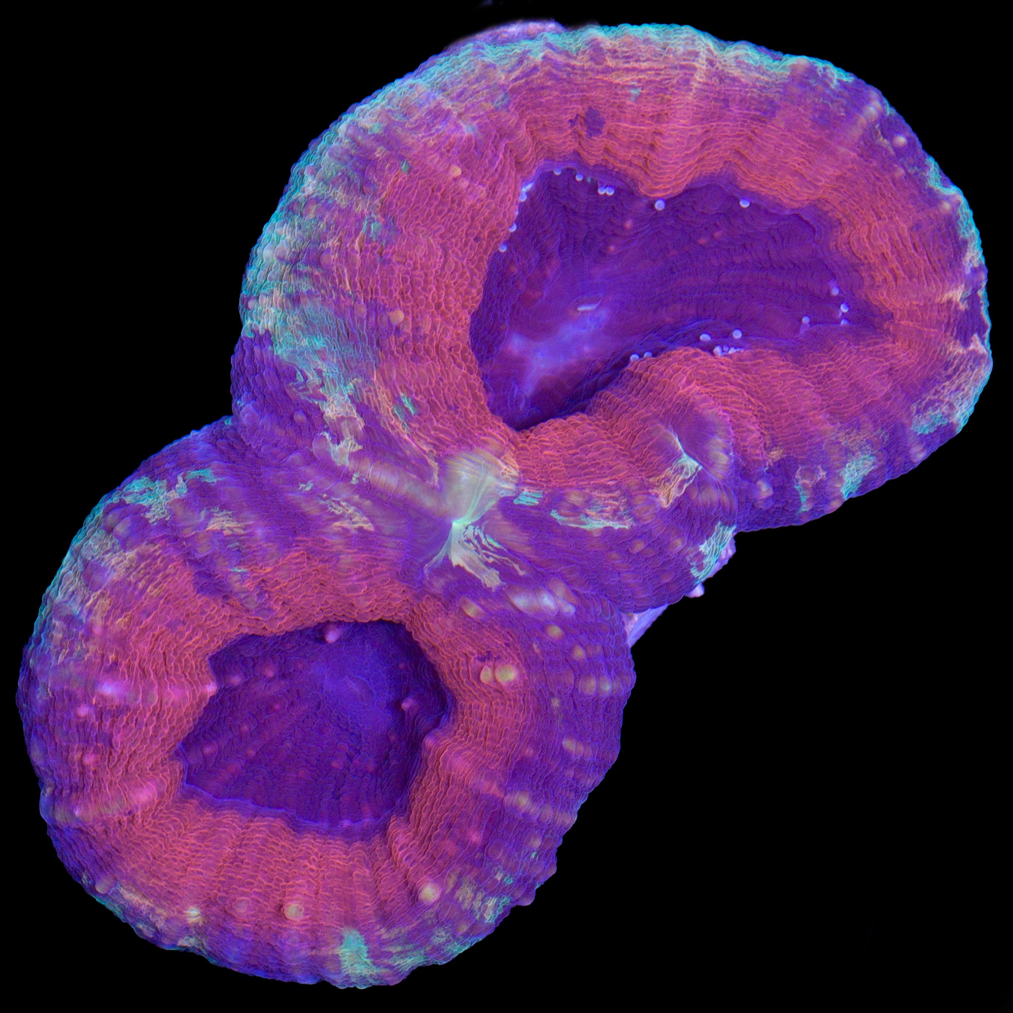 Golden Rainbow Lobophyllia Coral
