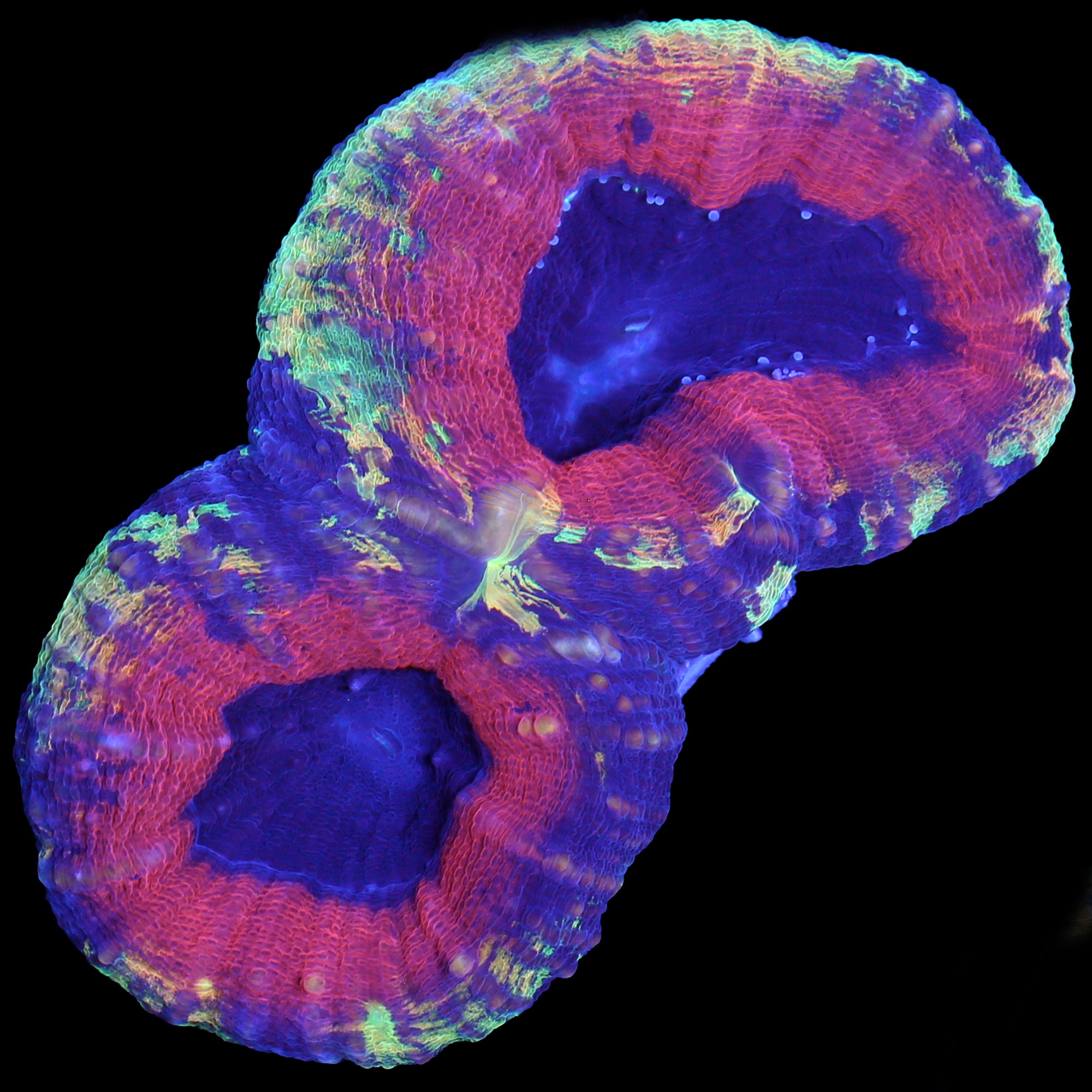 Golden Rainbow Lobophyllia Coral