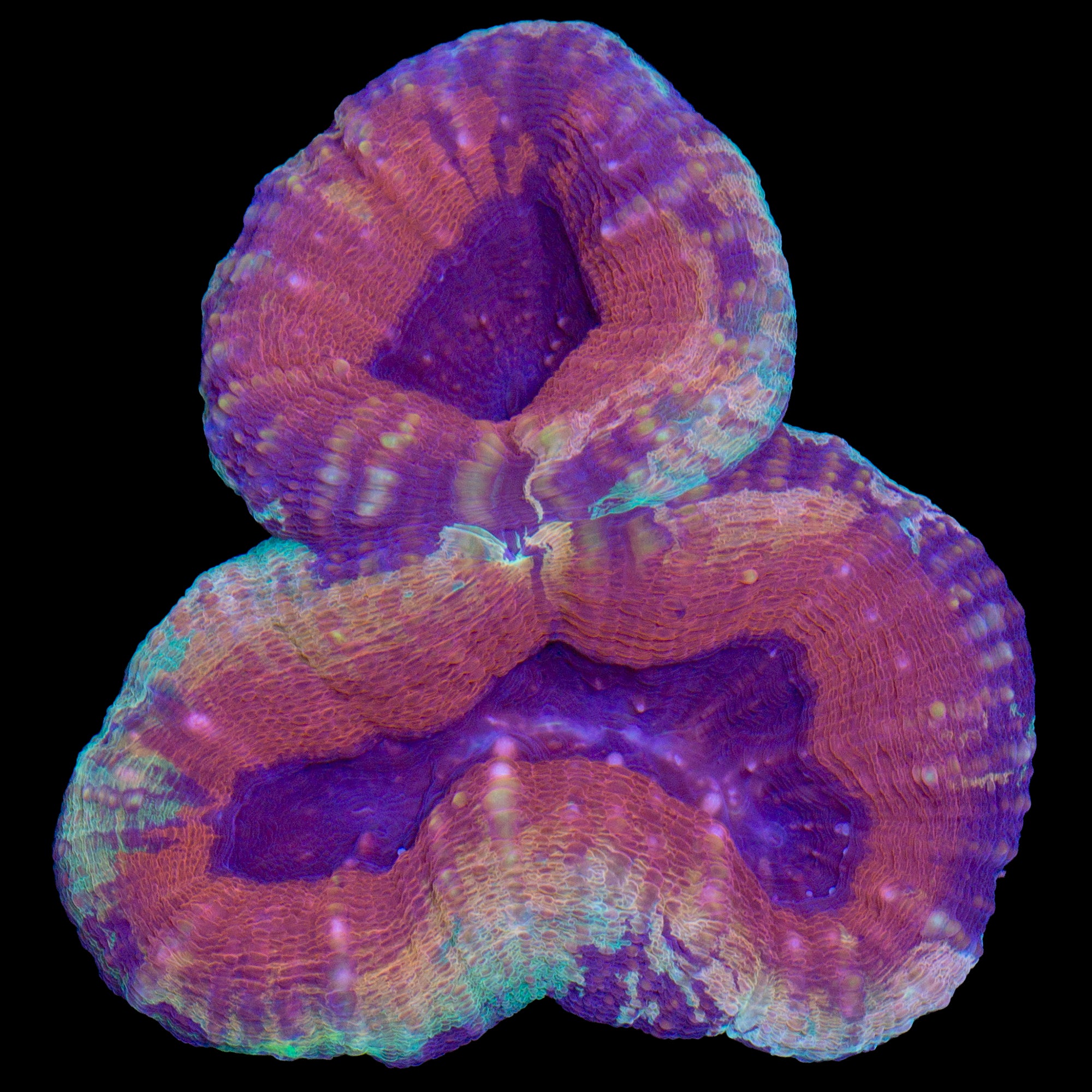 Golden Rainbow Lobophyllia Coral