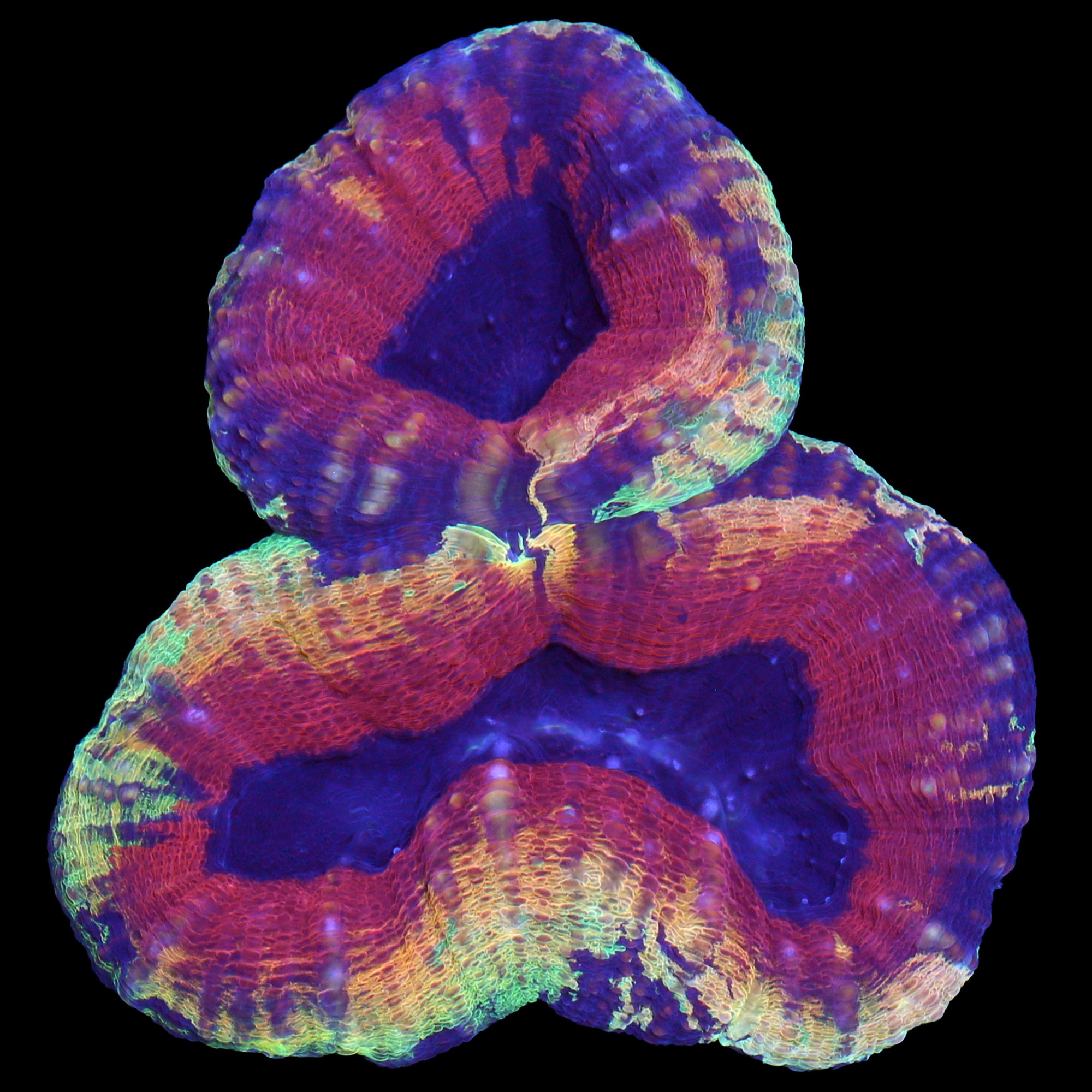 Golden Rainbow Lobophyllia Coral