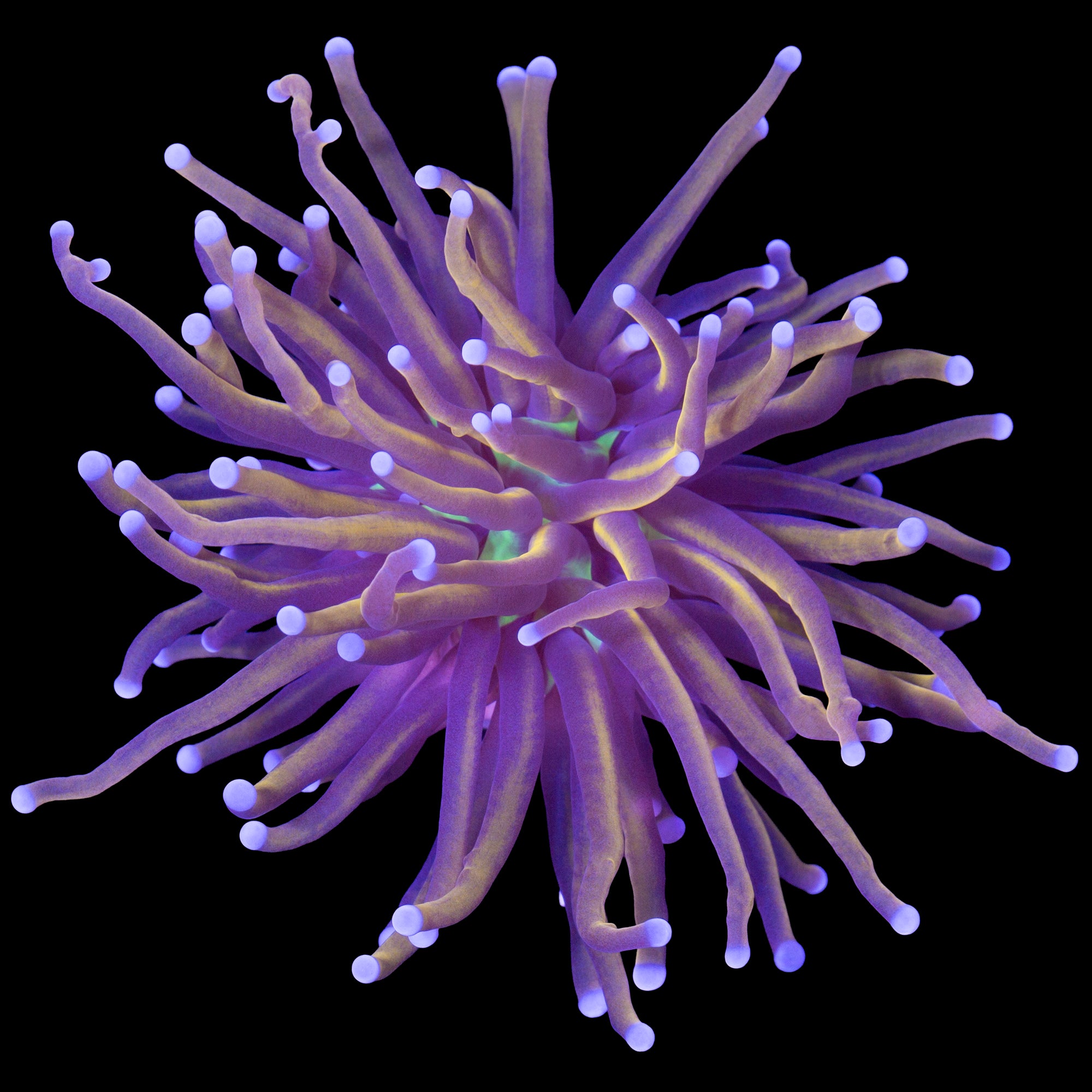 Green Center Indonesian Gold Torch Coral