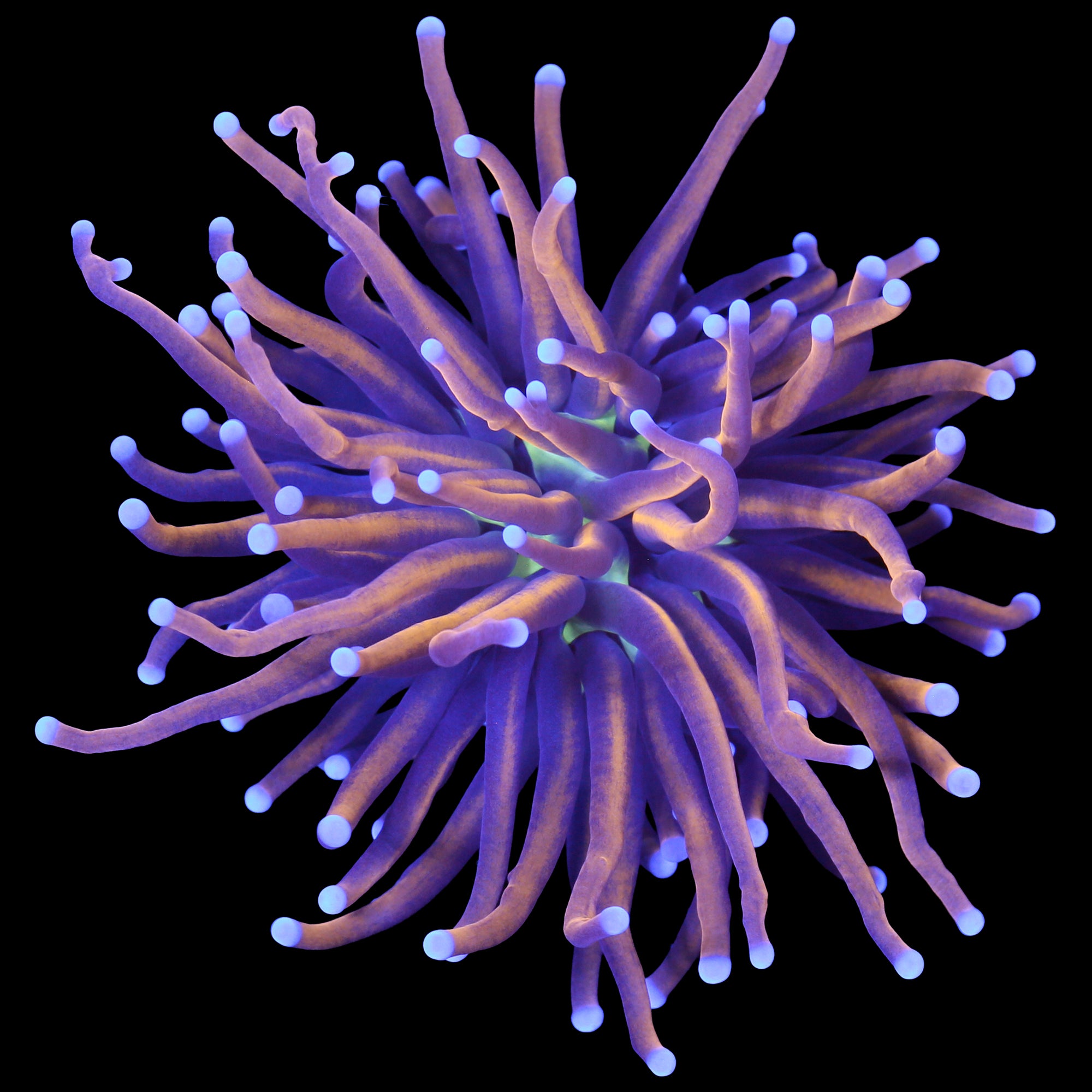 Green Center Indonesian Gold Torch Coral