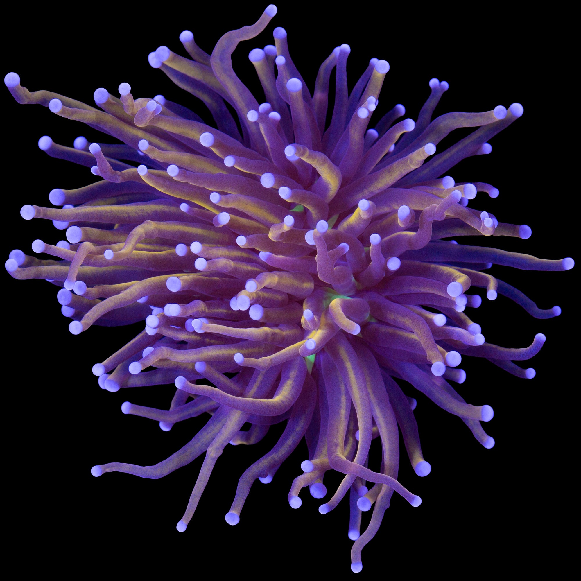 Green Center Indonesian Gold Torch Coral