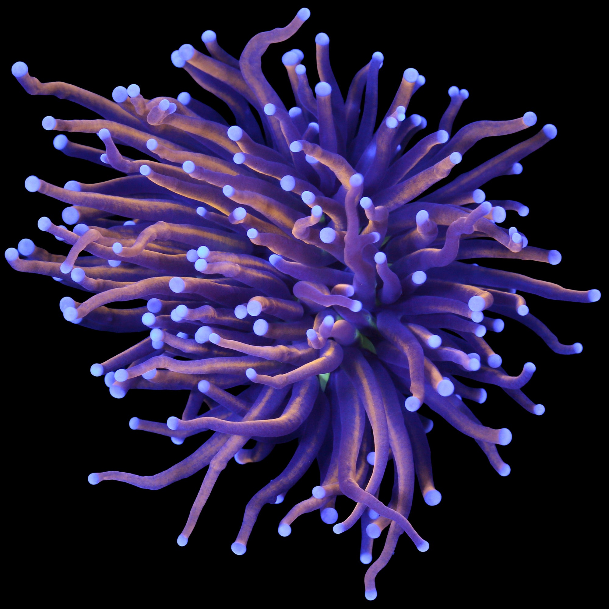 Green Center Indonesian Gold Torch Coral