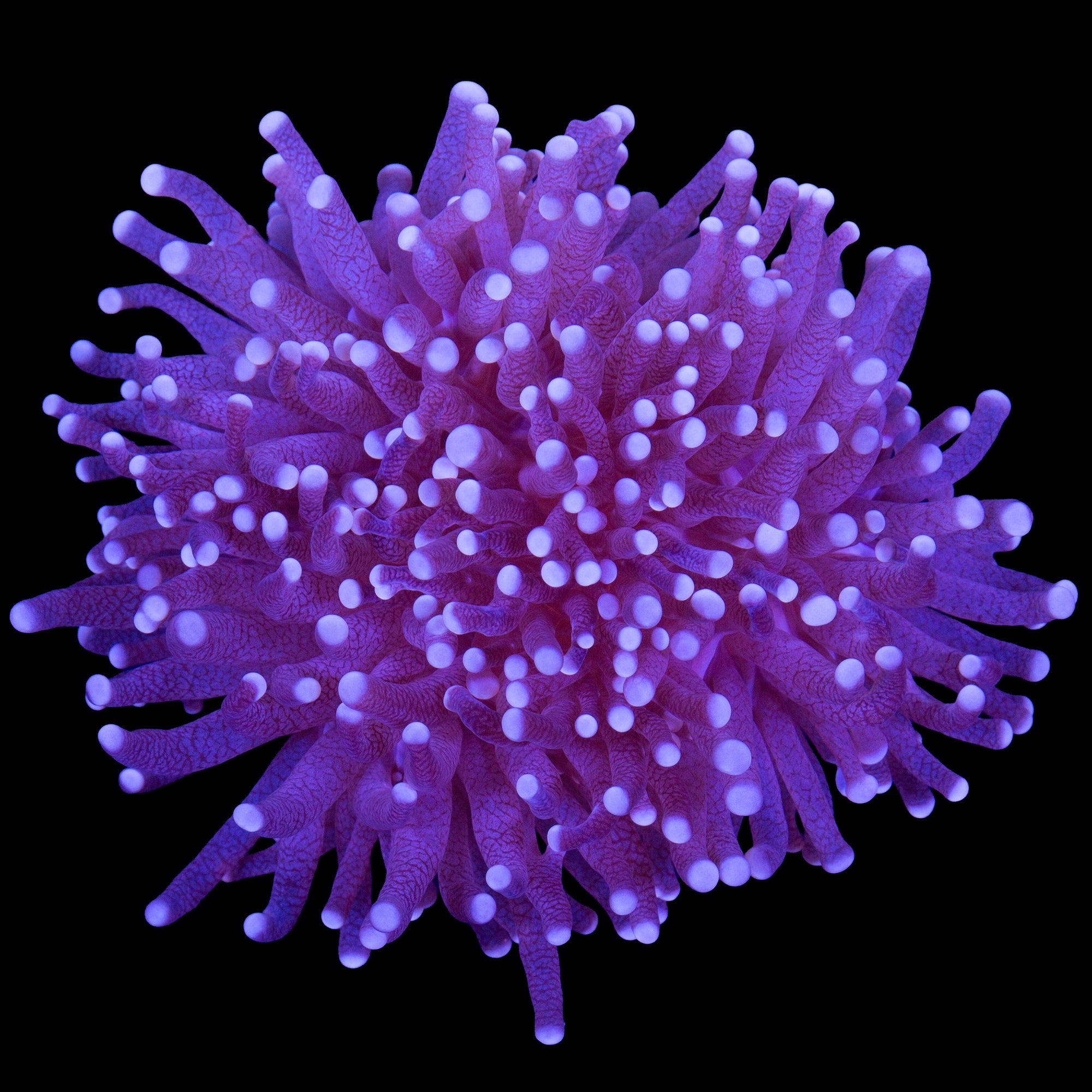 Skywalker Torch Coral