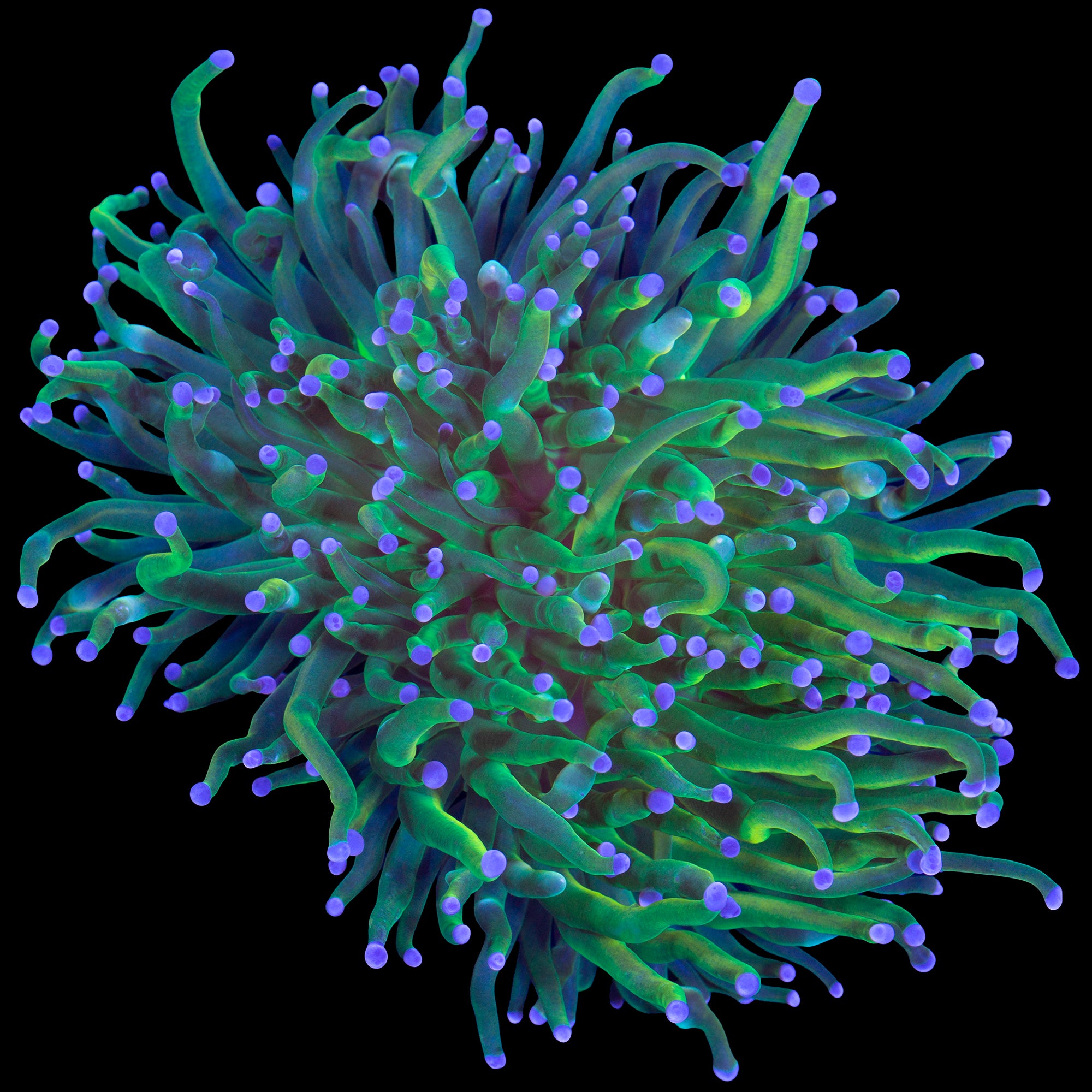 Holy Grail Torch Coral