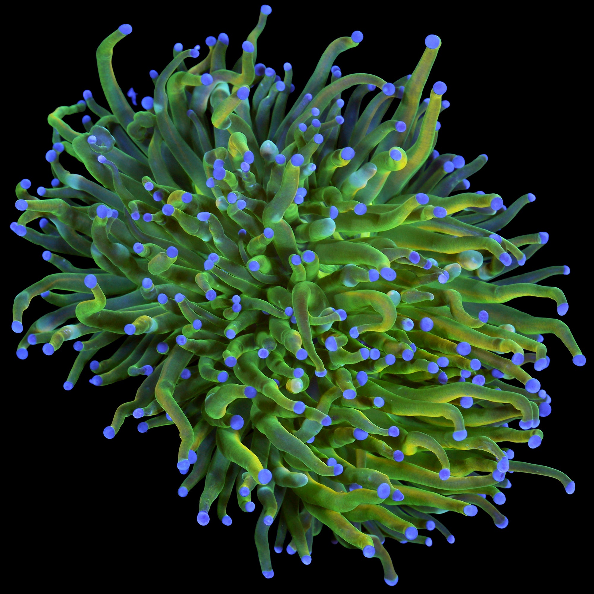 Holy Grail Torch Coral
