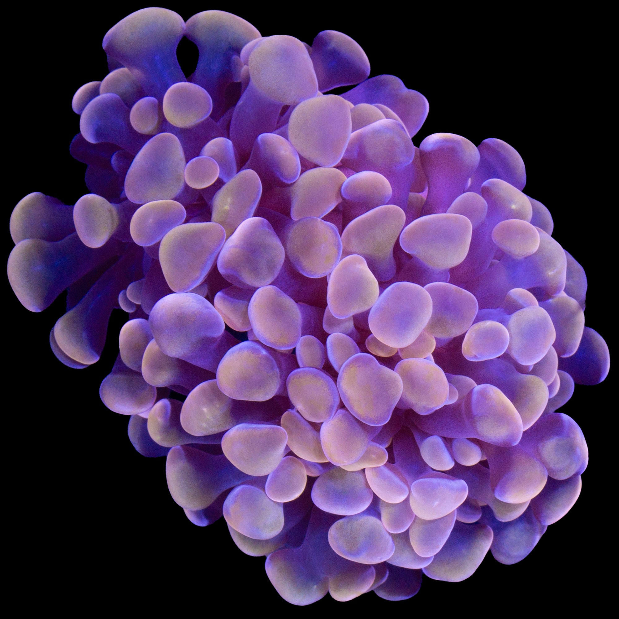 Peach Branching Hammer Coral