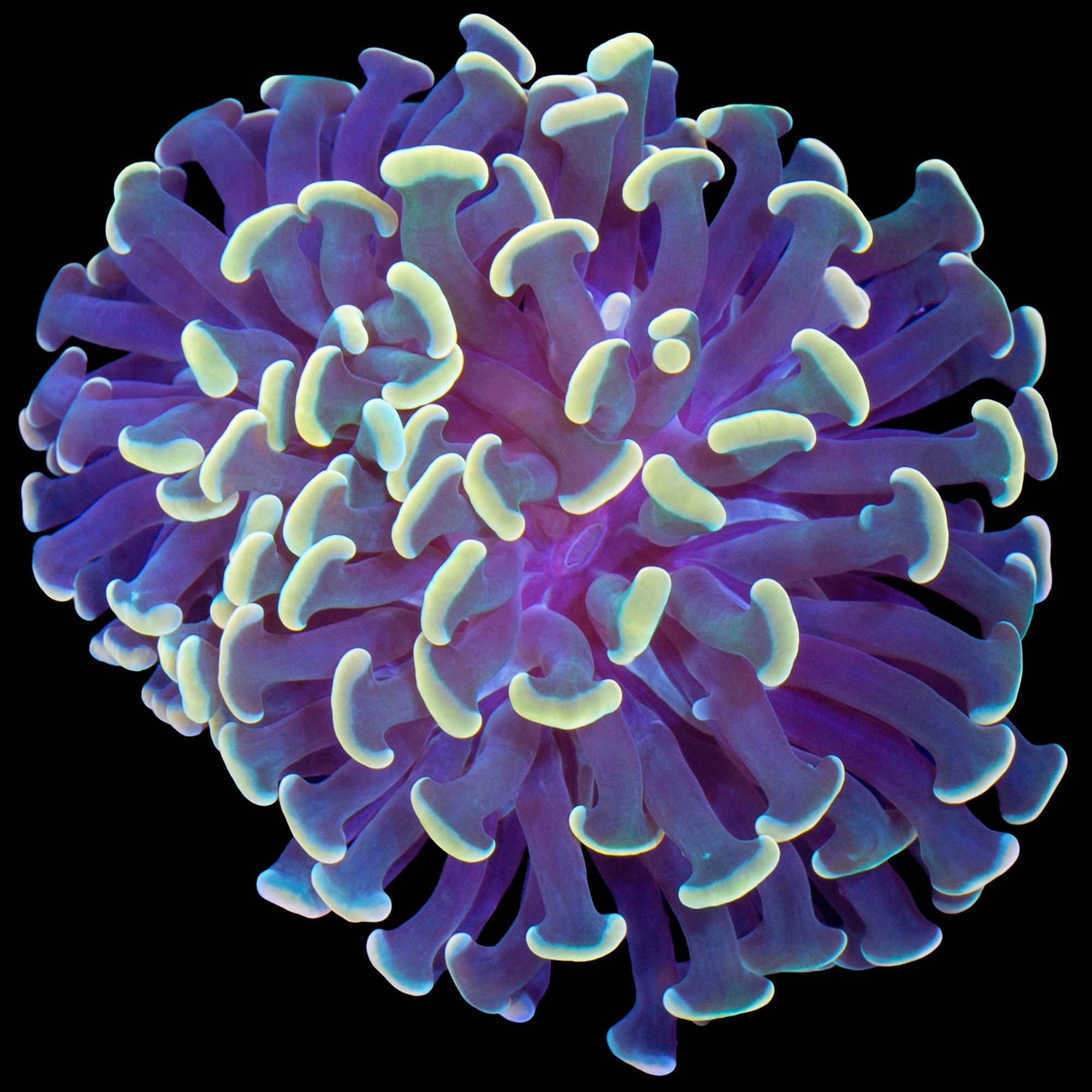 Fighting Irish Branching Hammer Coral