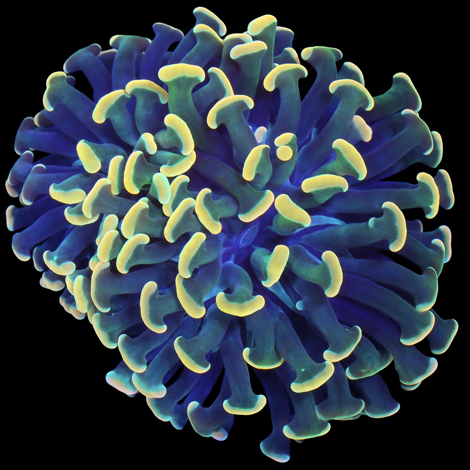 Fighting Irish Branching Hammer Coral