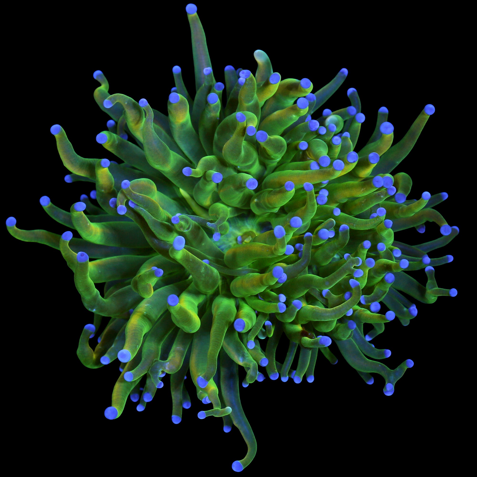 Holy Grail Torch Coral