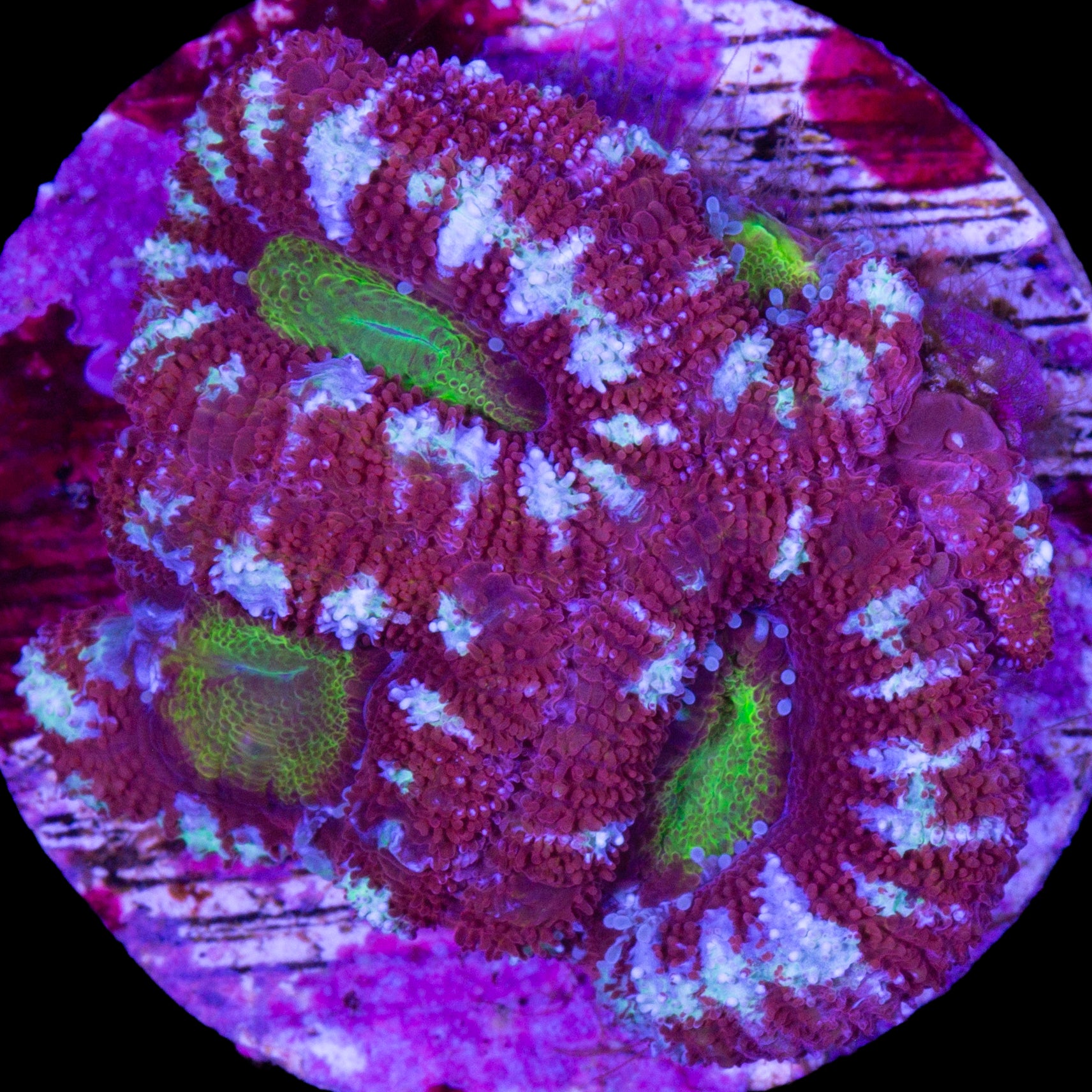Golden Eye Acan Coral