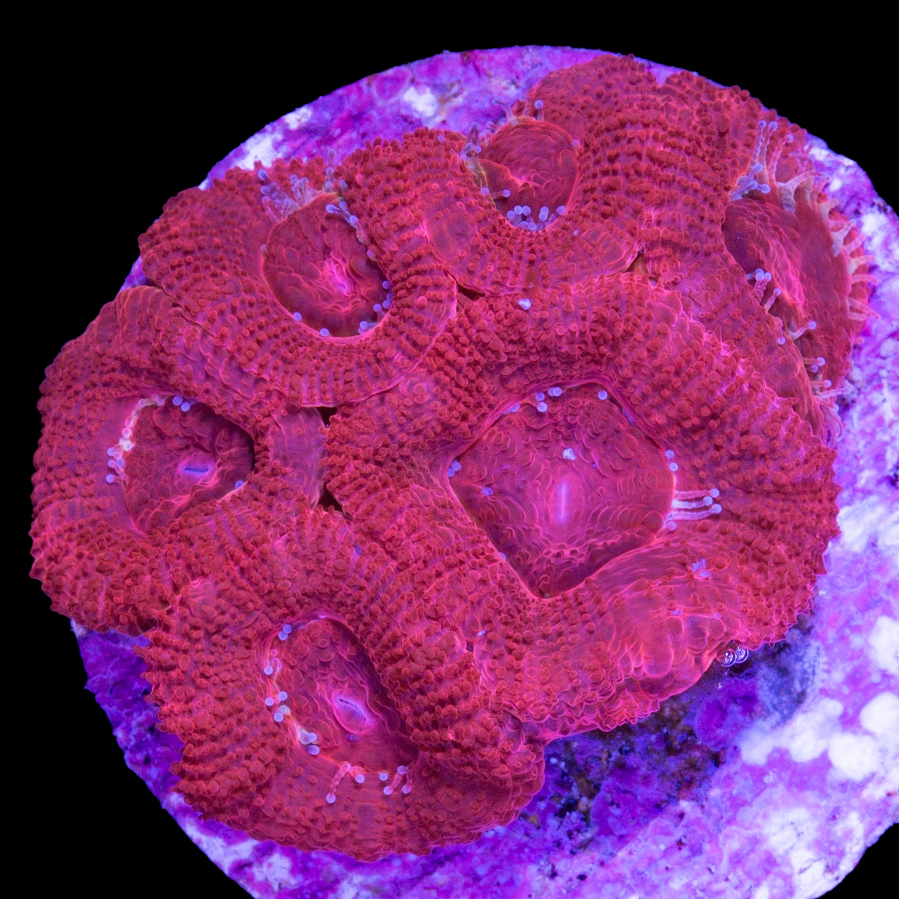 Blood Red Acan Coral