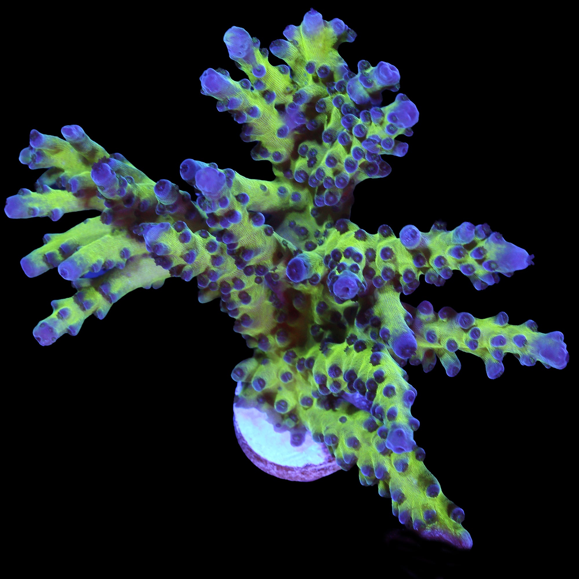 Blue Green Tort Acropora Coral - Mini Colony