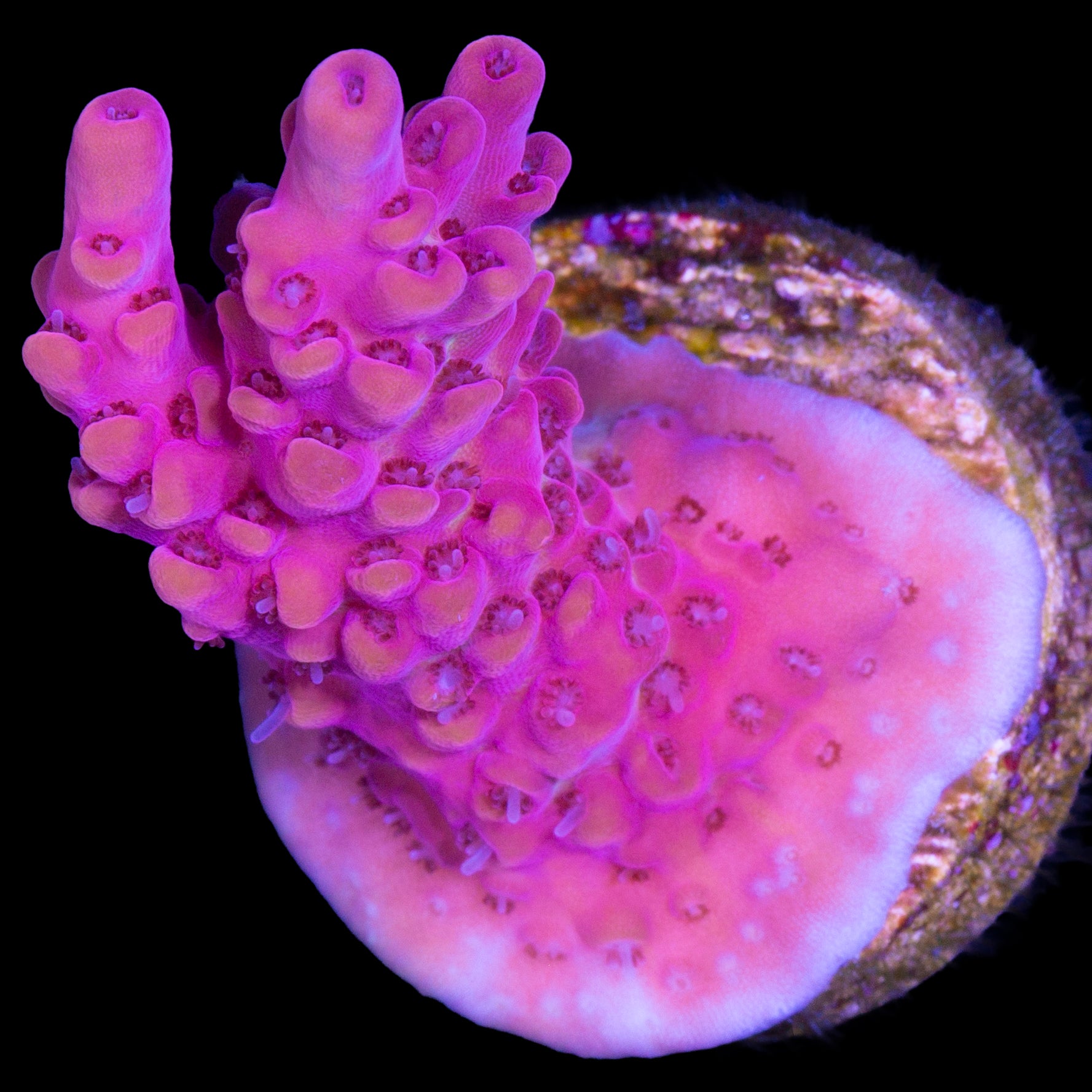 Pink Ink Acropora Coral
