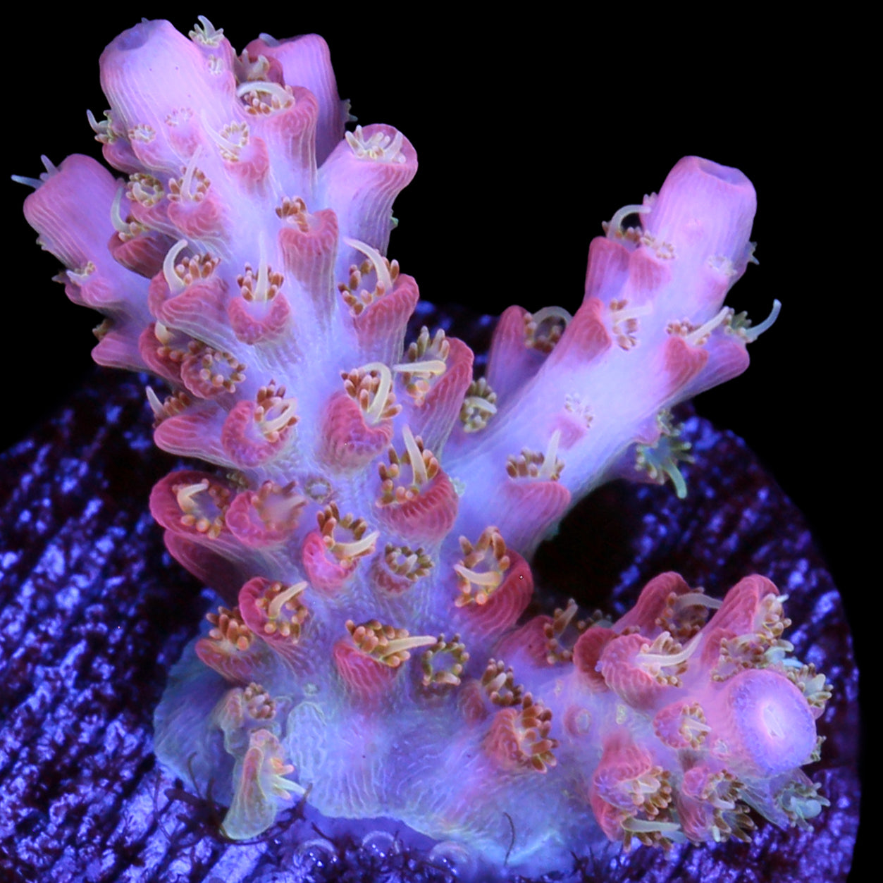 Cofefe Acropora Coral
