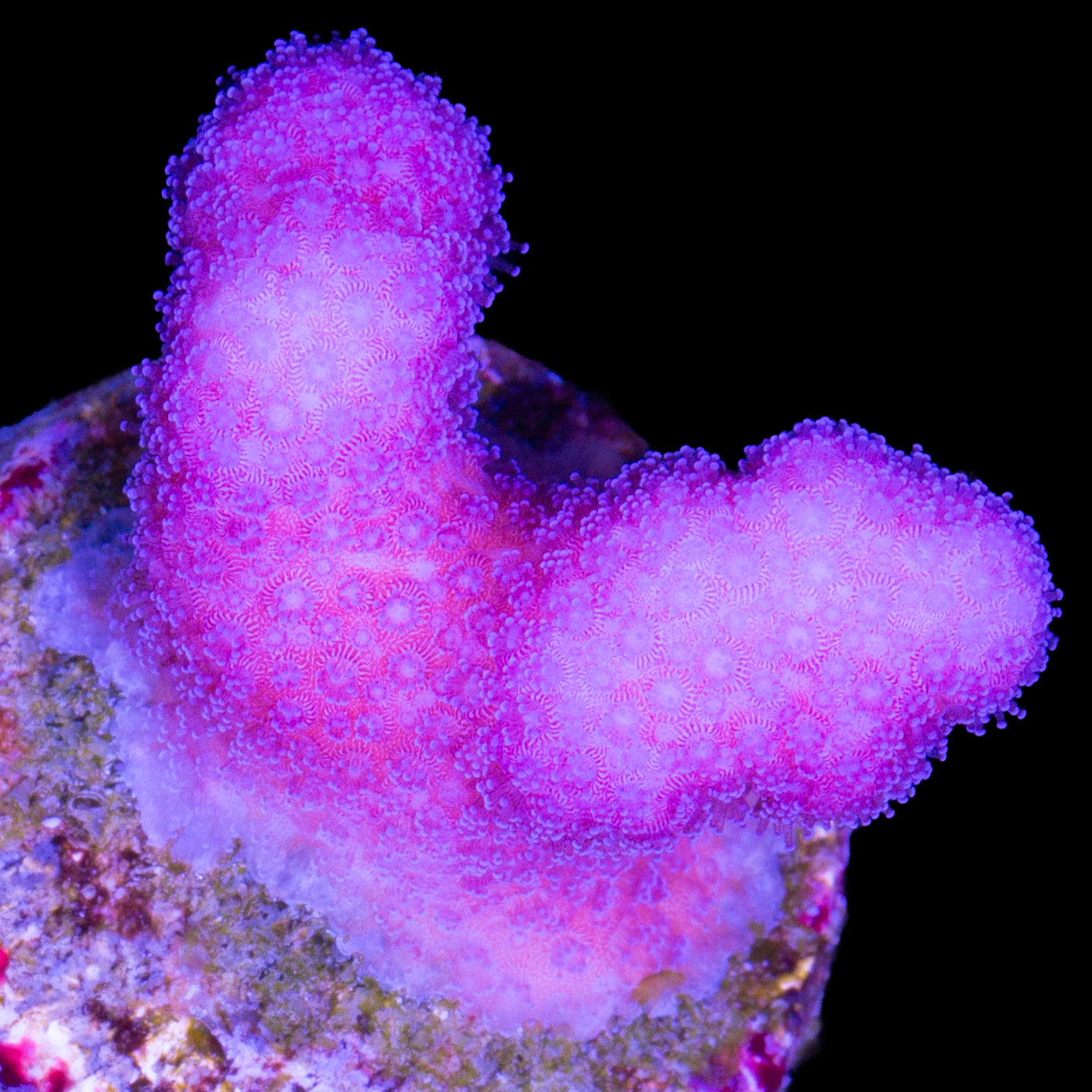 Ultra Pink Stylophora Coral