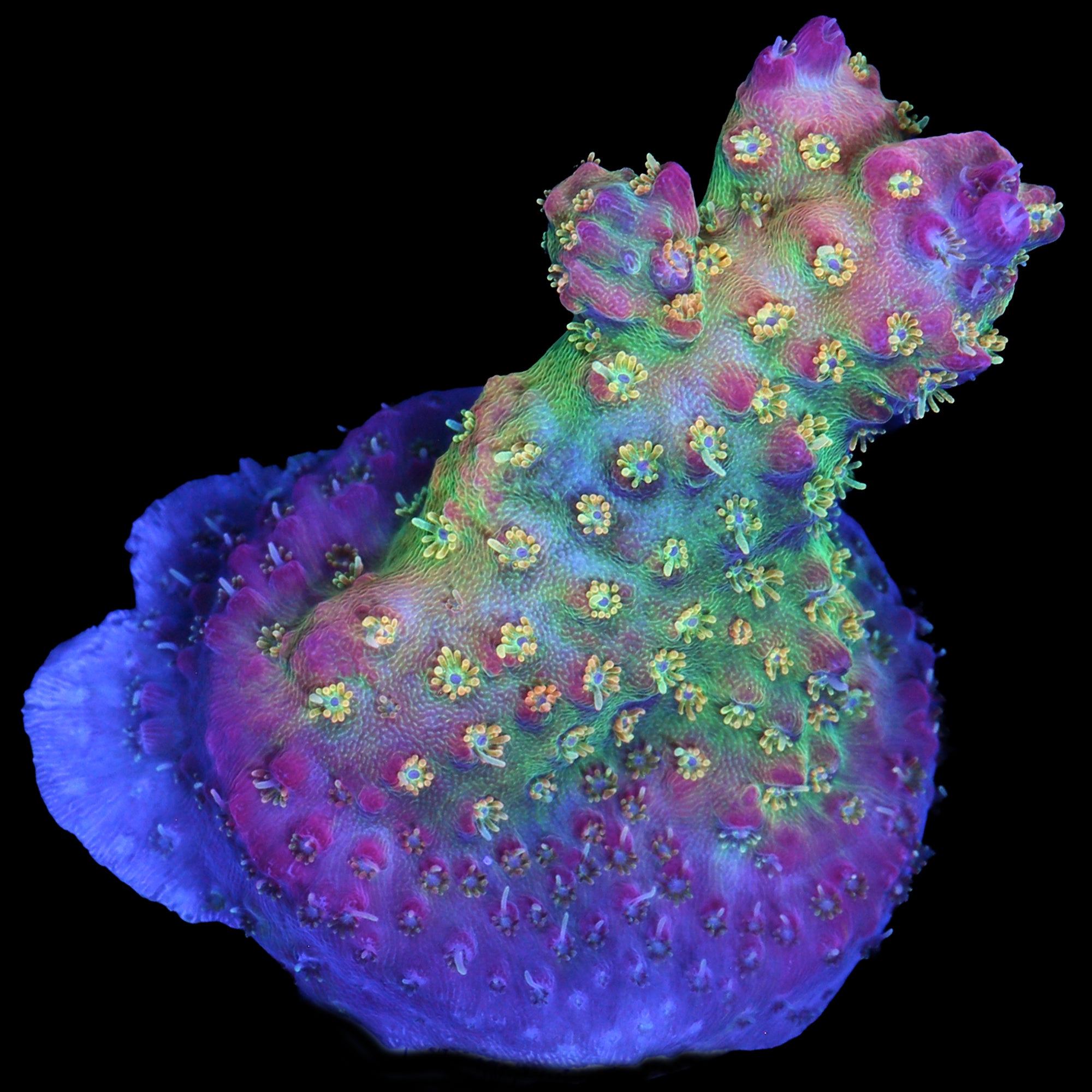 Vivid's Confetti Acropora Coral