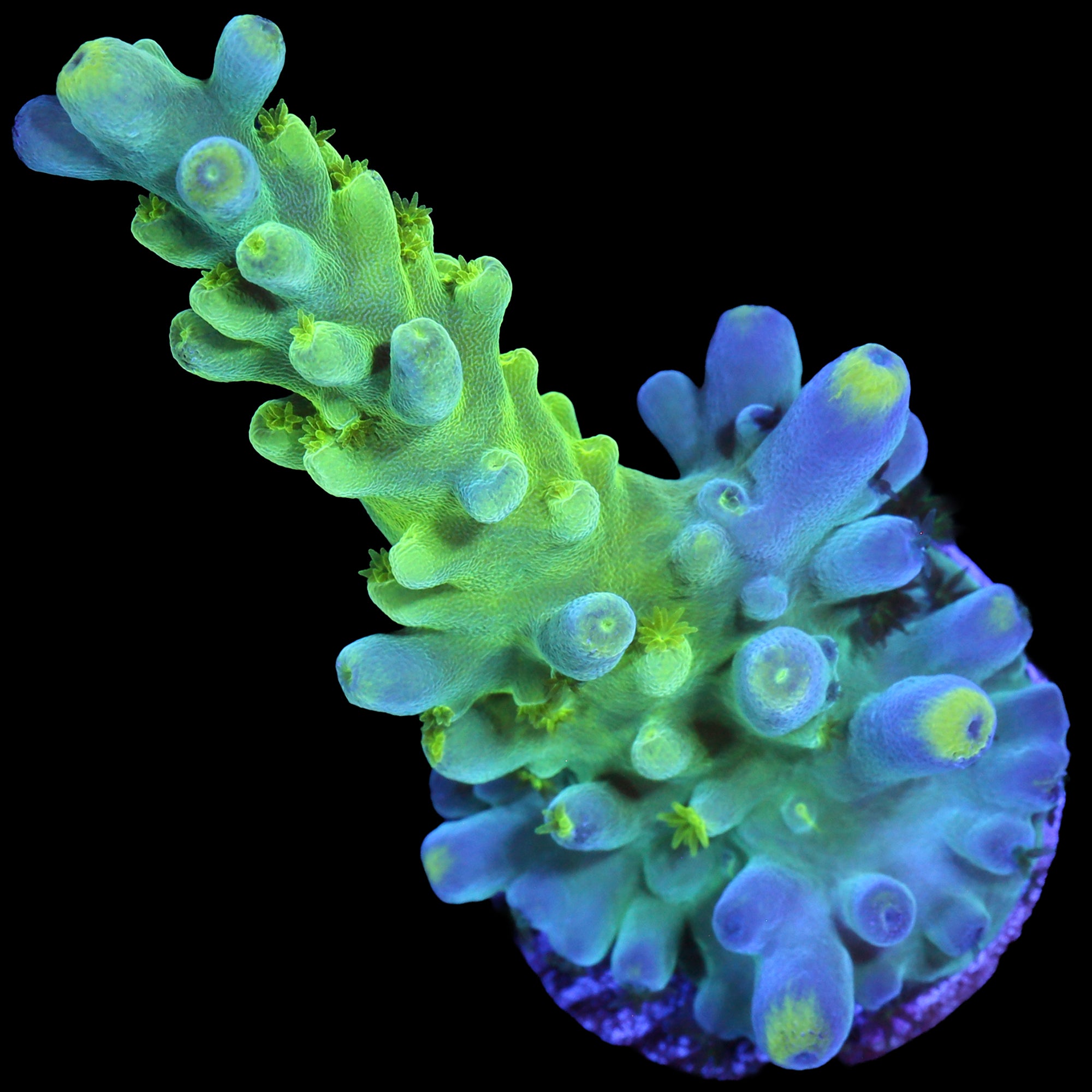 Enigma Acropora Coral