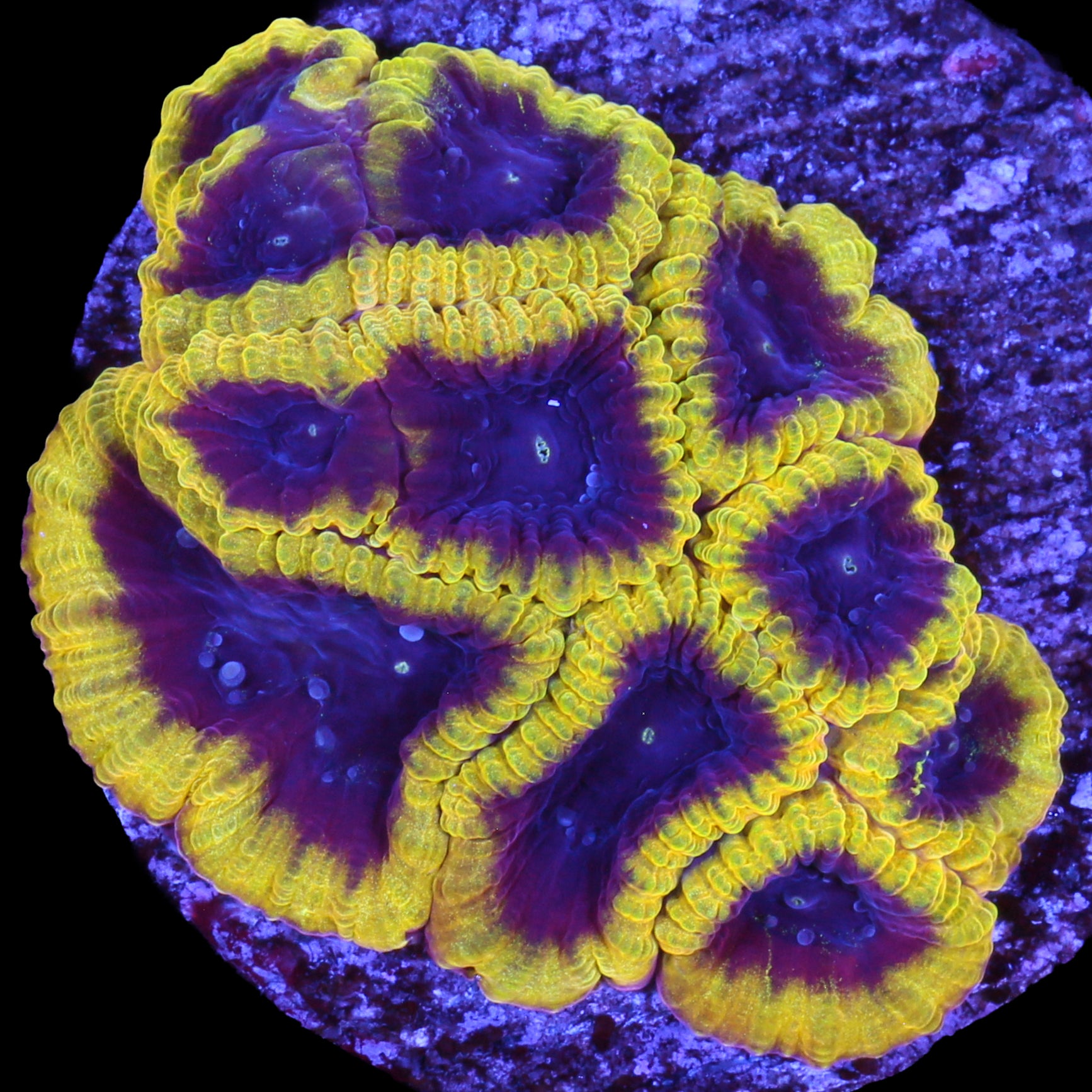 Wolverine Favia Coral