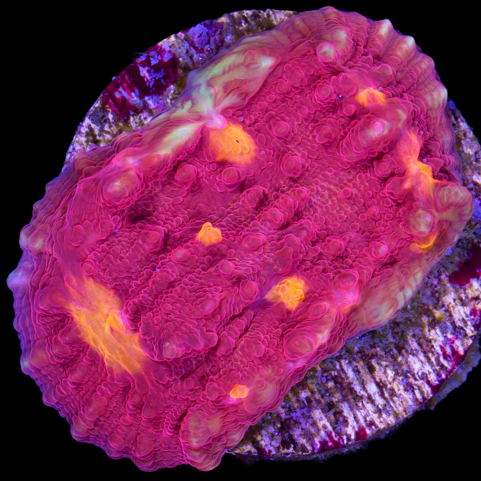 Golden Eye Echinophyllia Coral