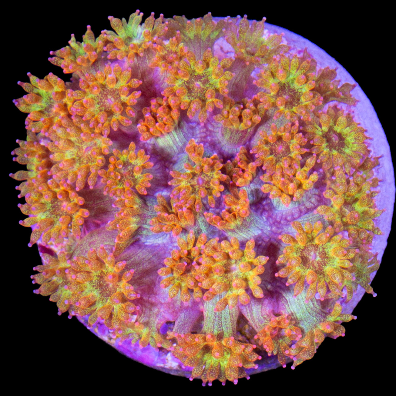 Golden Glitter Bernardpora Coral