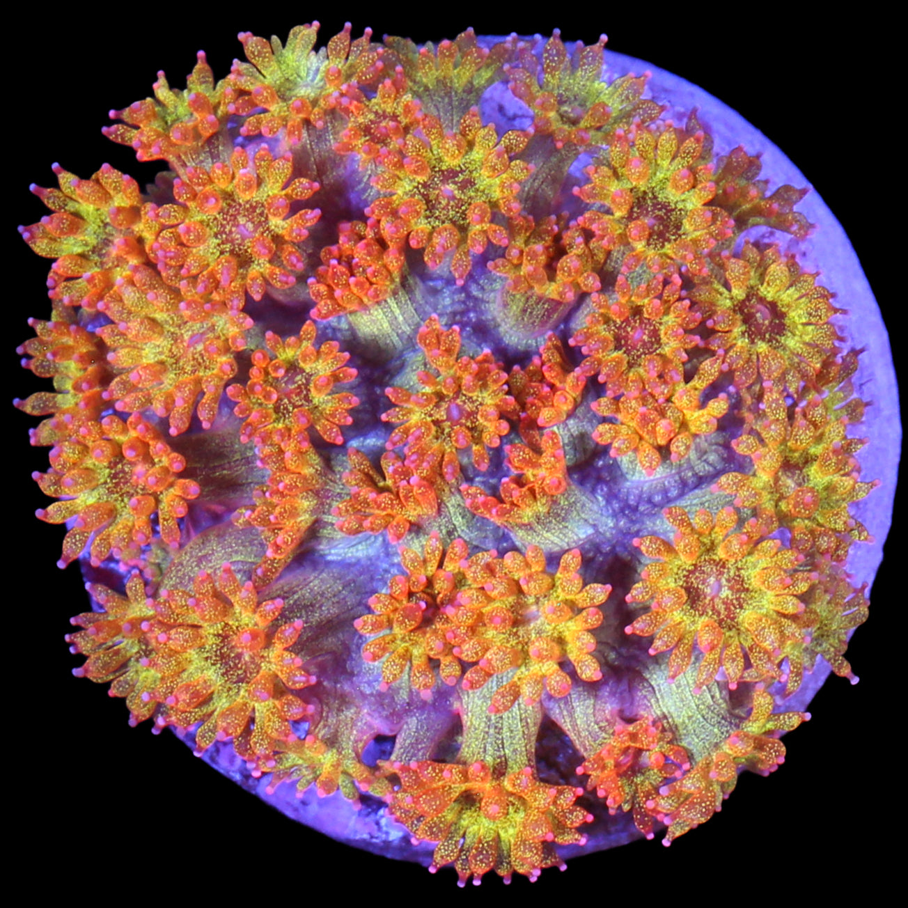 Golden Glitter Bernardpora Coral