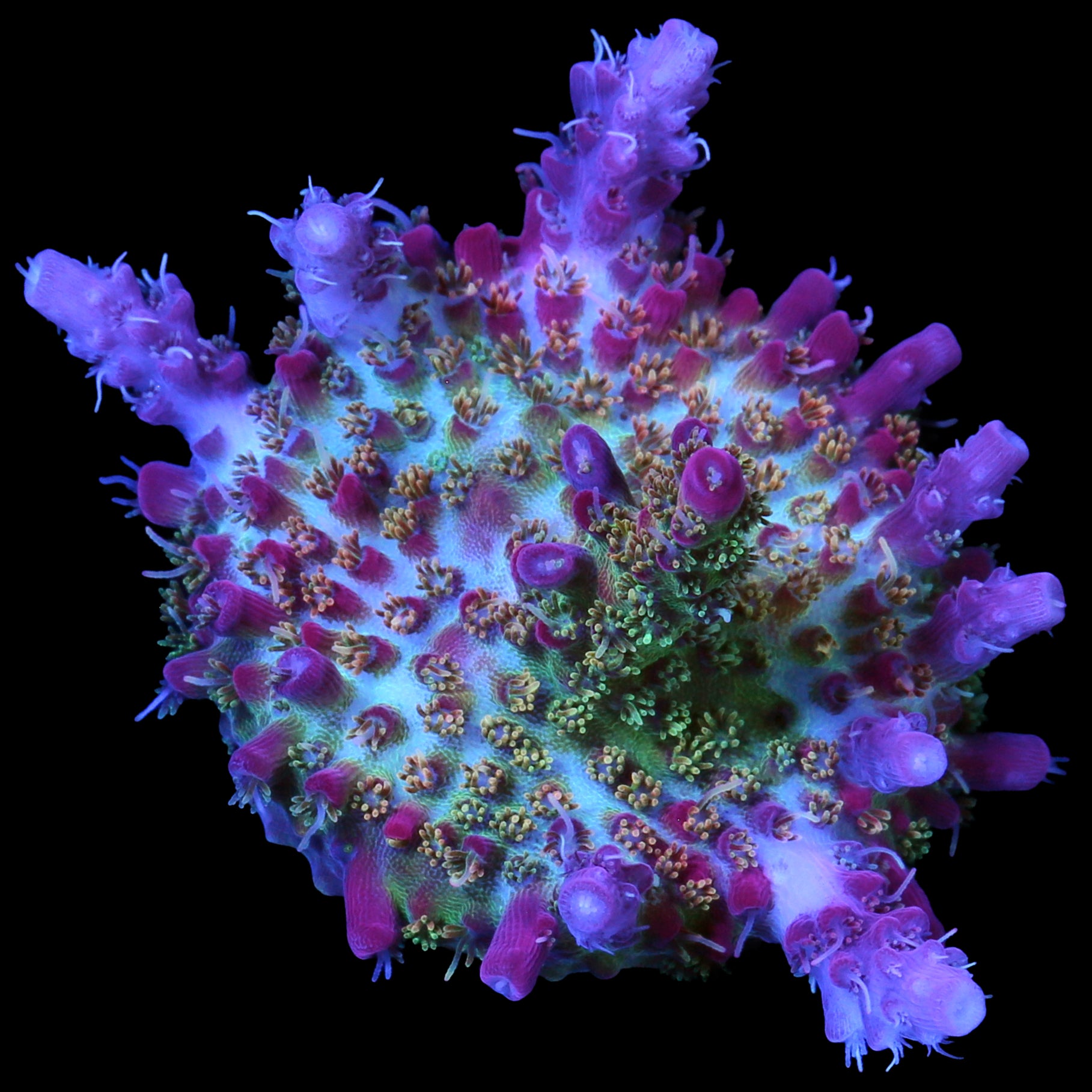 Vivid's Confetti Acropora Coral