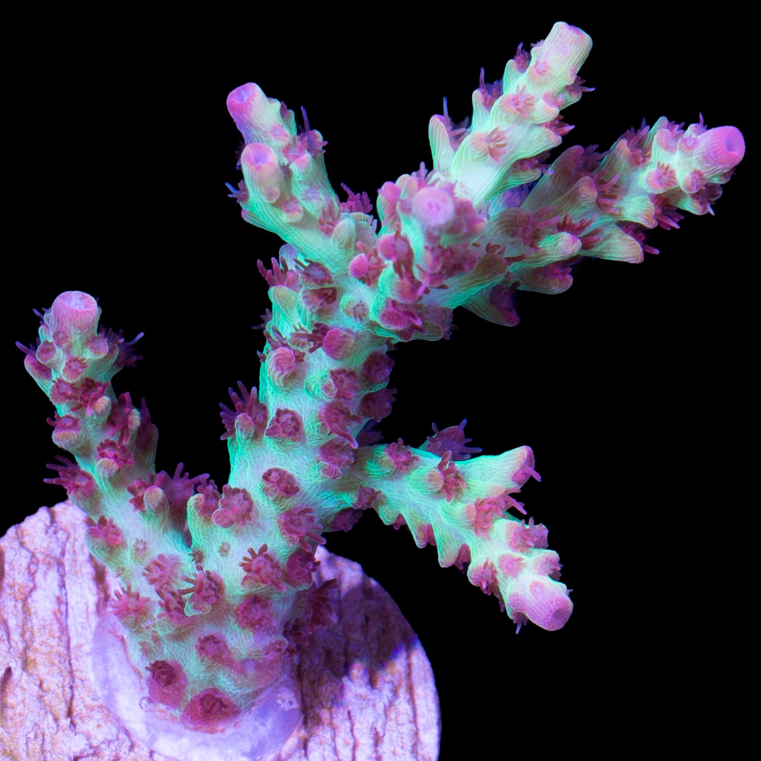 Strawberry Shortcake Acropora Coral - 800 grown