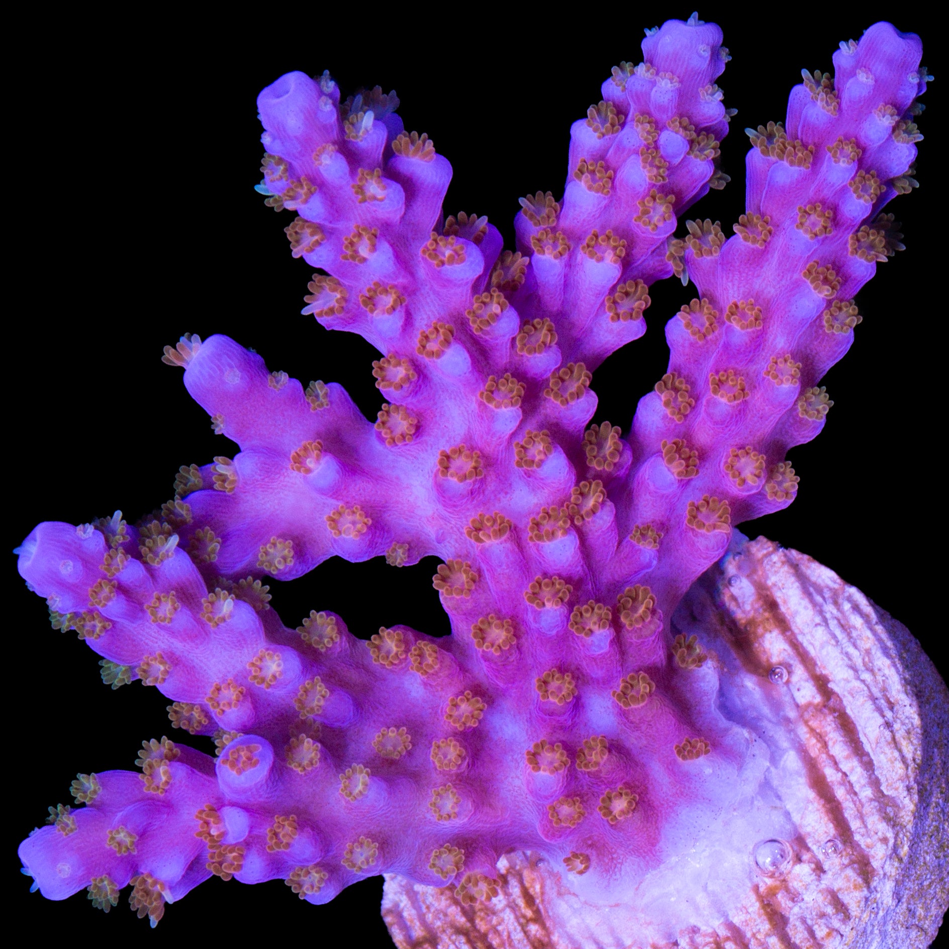 ARC Fireworks Chunky Frag - 800 grown