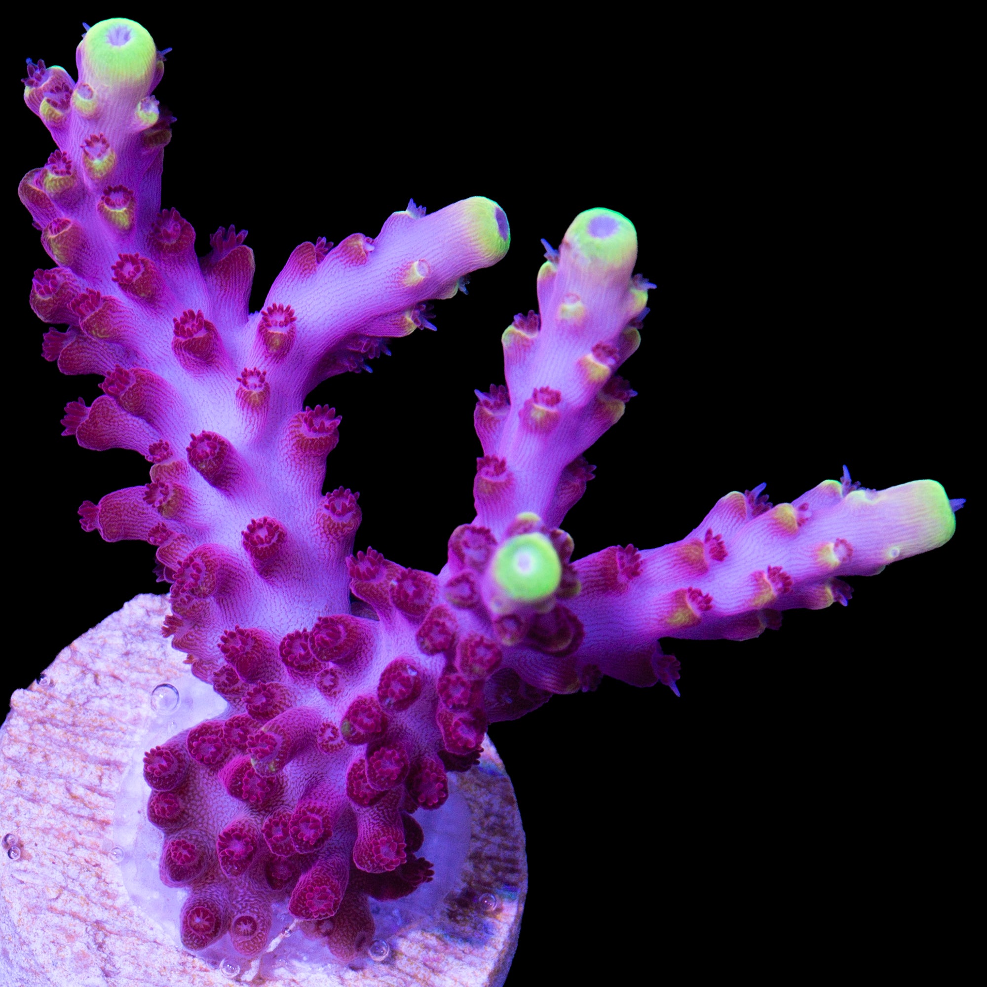 Fox Flame Acropora Coral - Lg Frag