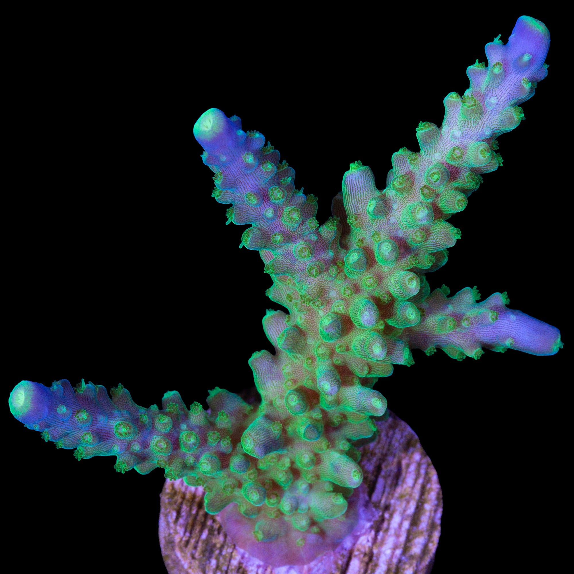 Sonic Boom Acropora Coral