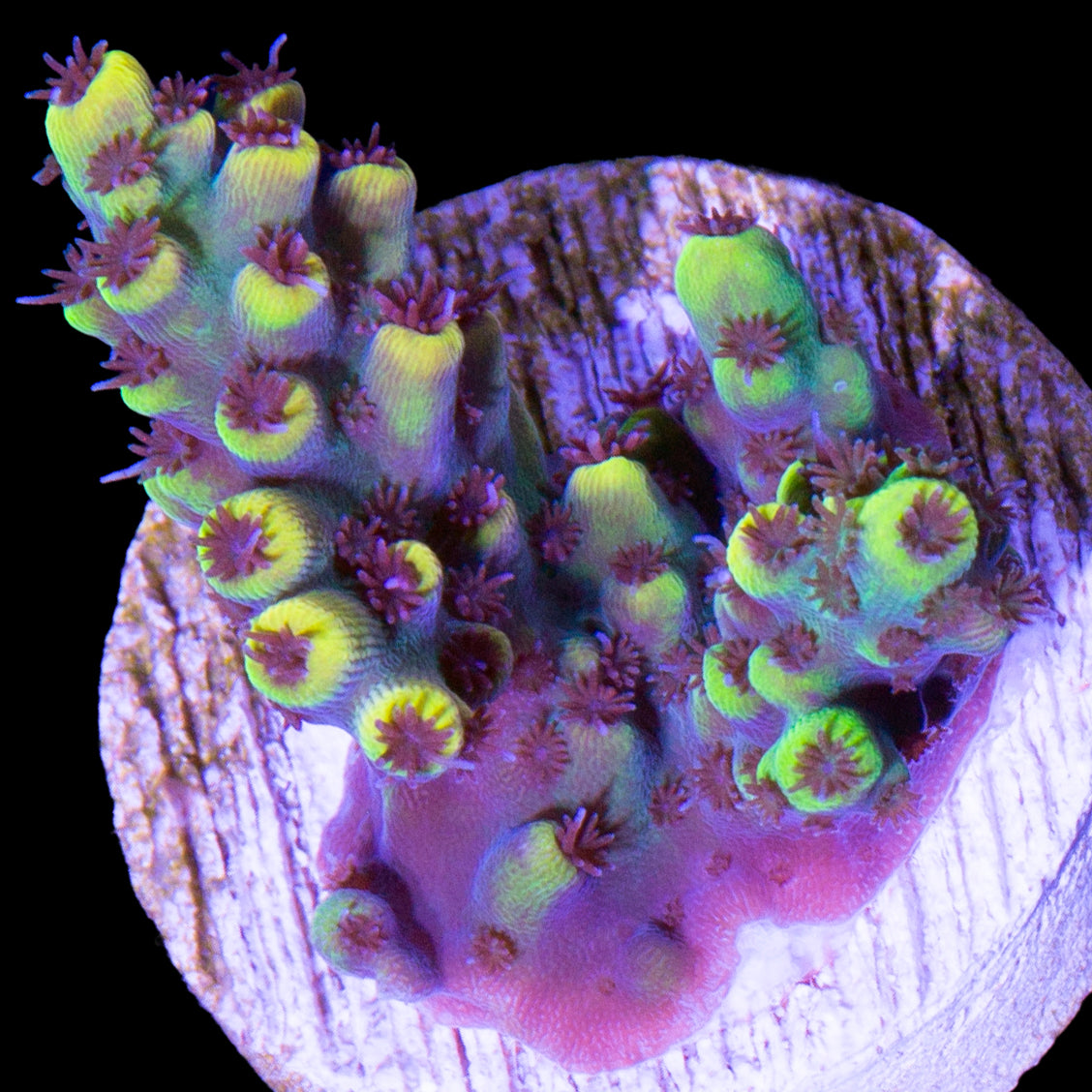 Yellowjacket Acropora Coral