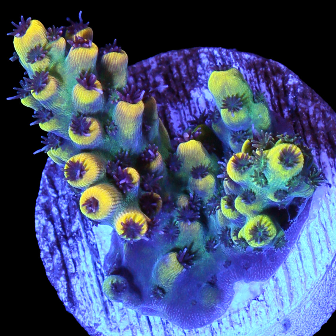 Yellowjacket Acropora Coral
