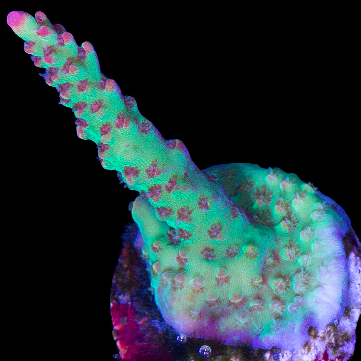 Strawberry Shortcake Acropora Coral