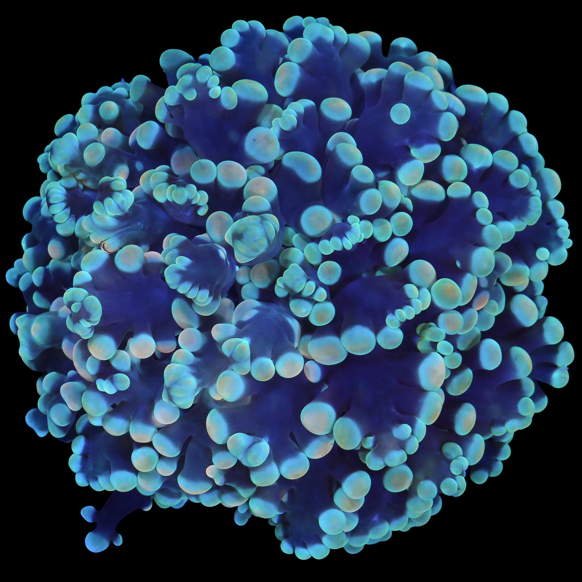 West Australian Kingspawn Coral