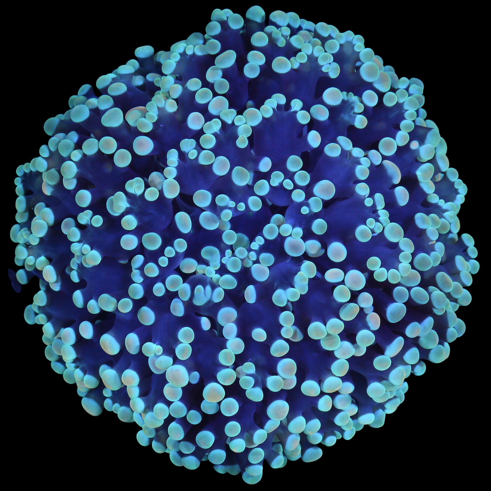 West Australian Kingspawn Coral