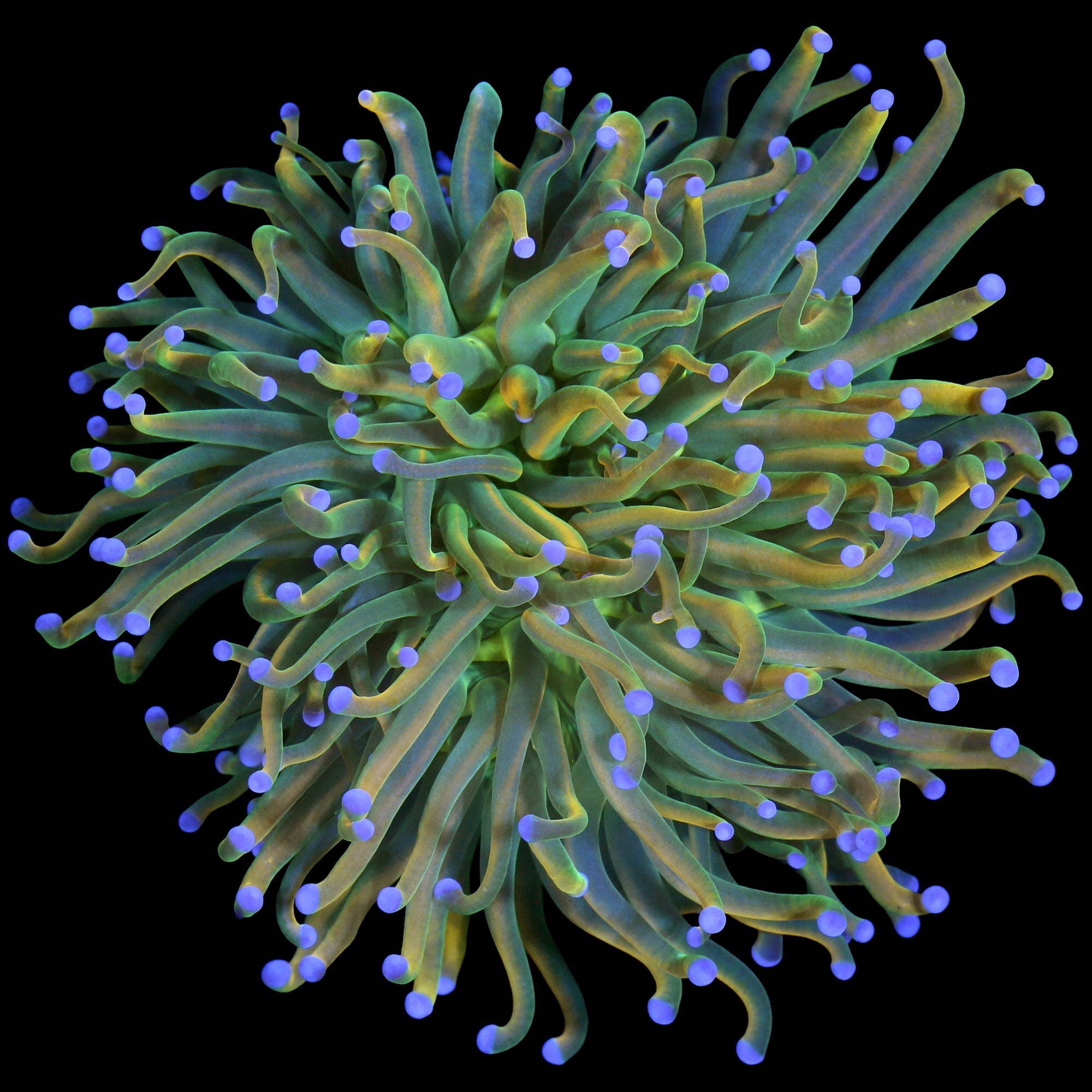 Holy Grail Torch Coral