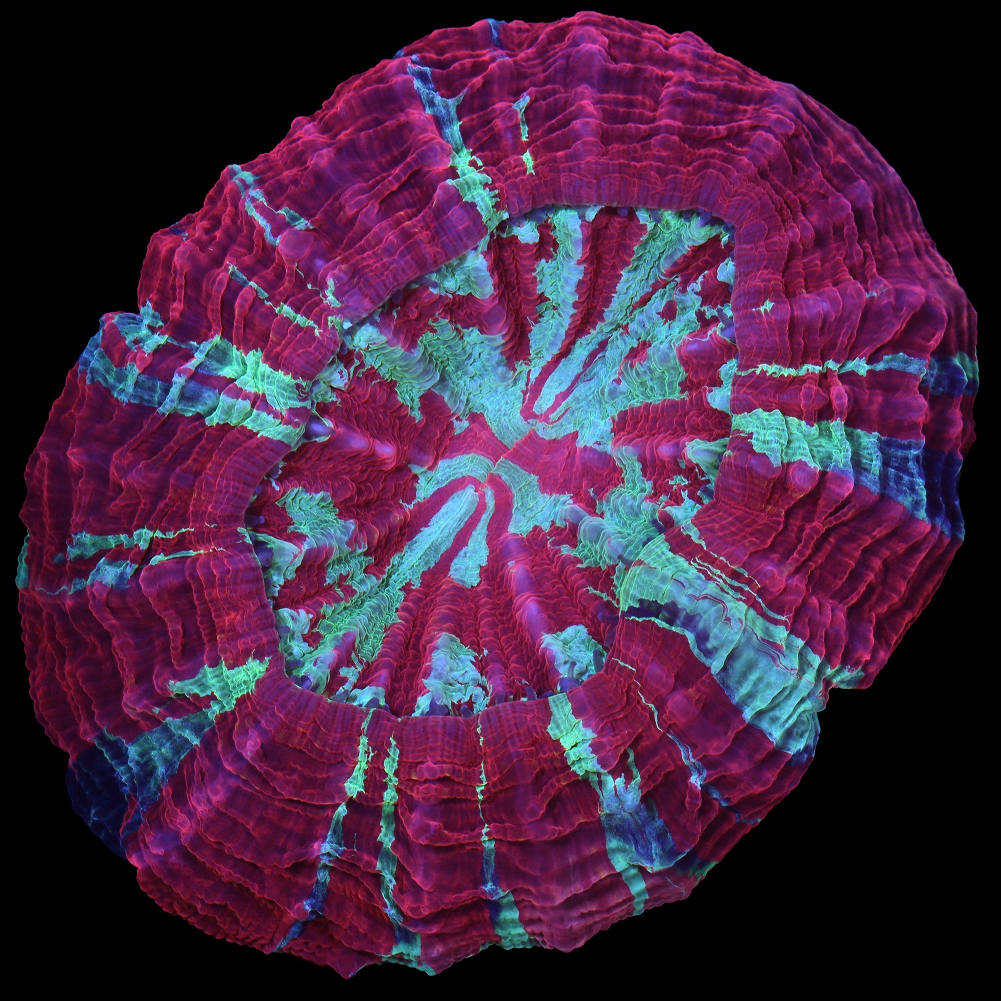 Ultra Acanthophyllia Coral